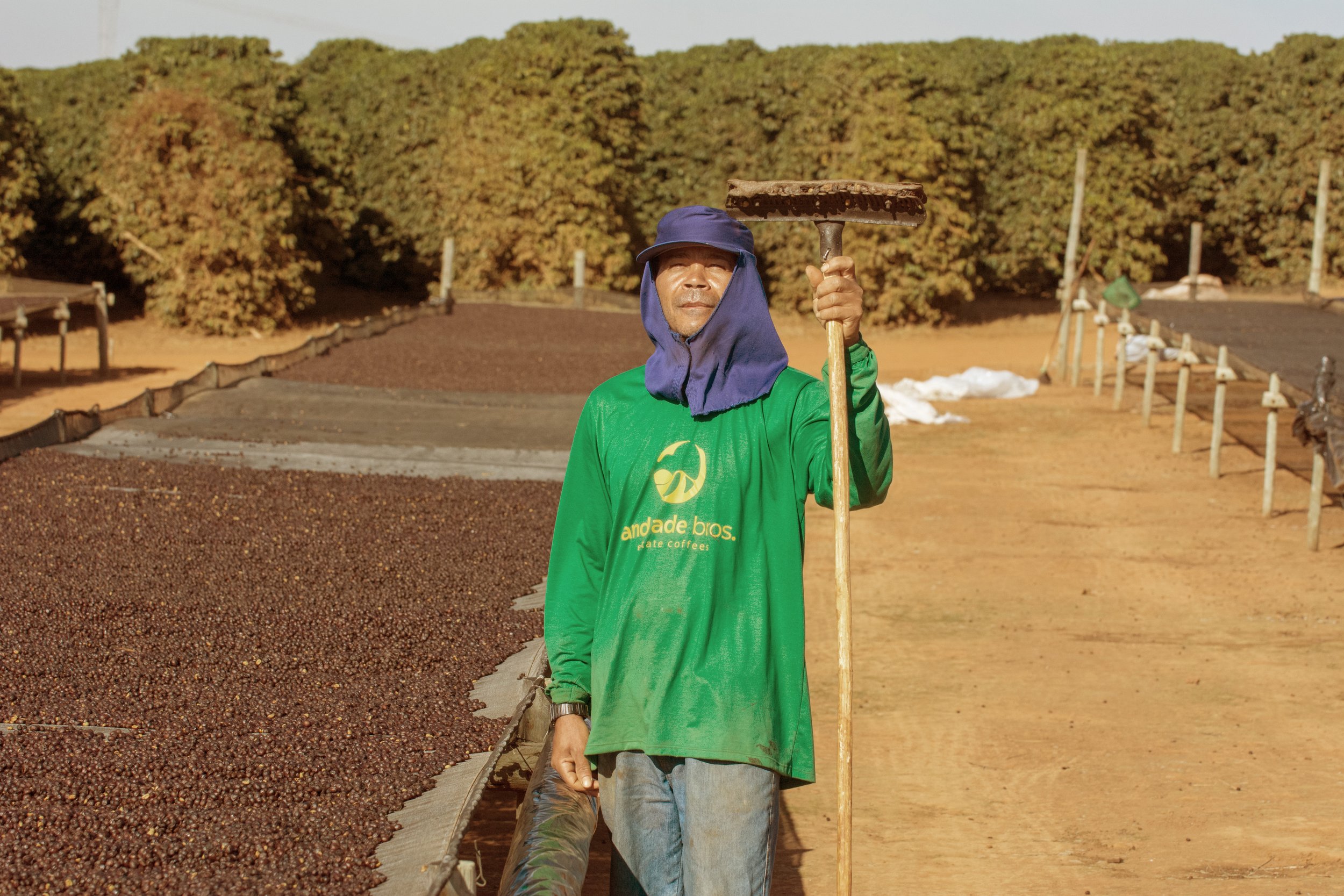 A man holding a wooden stick standing outdoors in a coffee farm, surrounded by rows of coffee beans drying on raised beds, with large green bushes in the background.