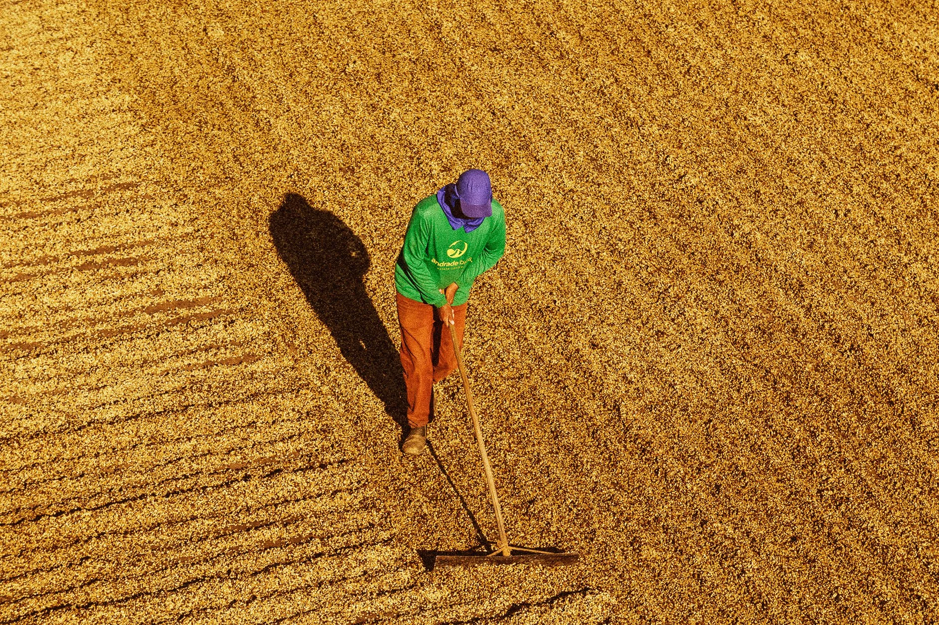 A person in a green shirt, brown pants, and a purple cap is working in a large field of golden crops, using a rake or similar tool, with their shadow cast on the crops.