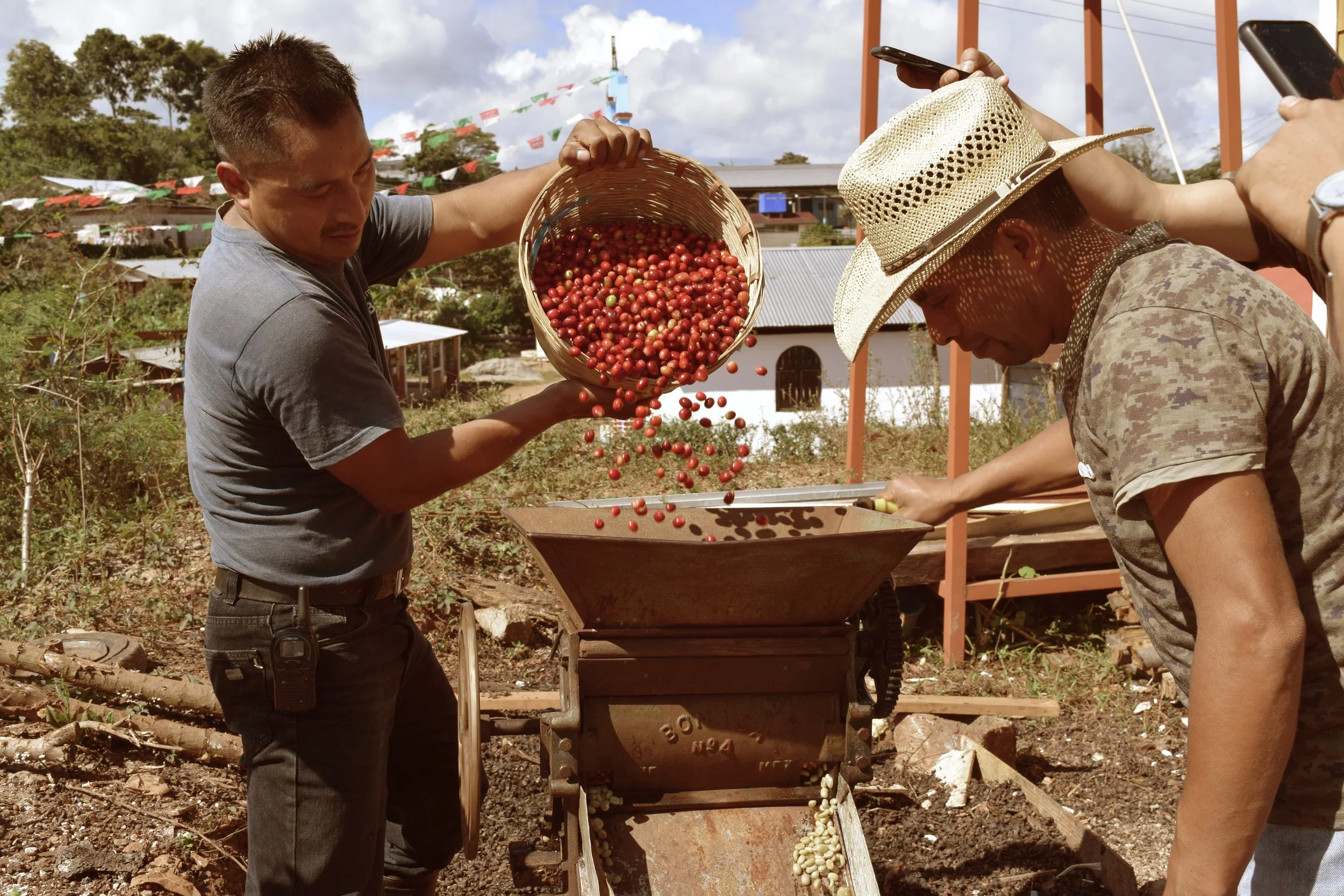 Two men harvest coffee cherries, one pours cherries into a grinder while the other scoops them onto it, with a rural background.