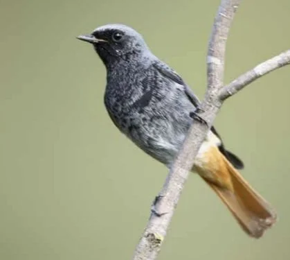 Ruinernas fågel - är Dalsland det nya hemmet åt den svarta rödstjärten? Natur på Dal