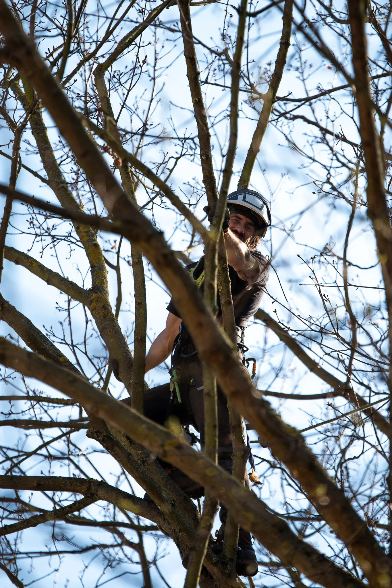 Ein Baumkletterer steht in einem Baum und trägt einen Kletterschutzhelm, sichtbar durch die Zweige des Baumes.