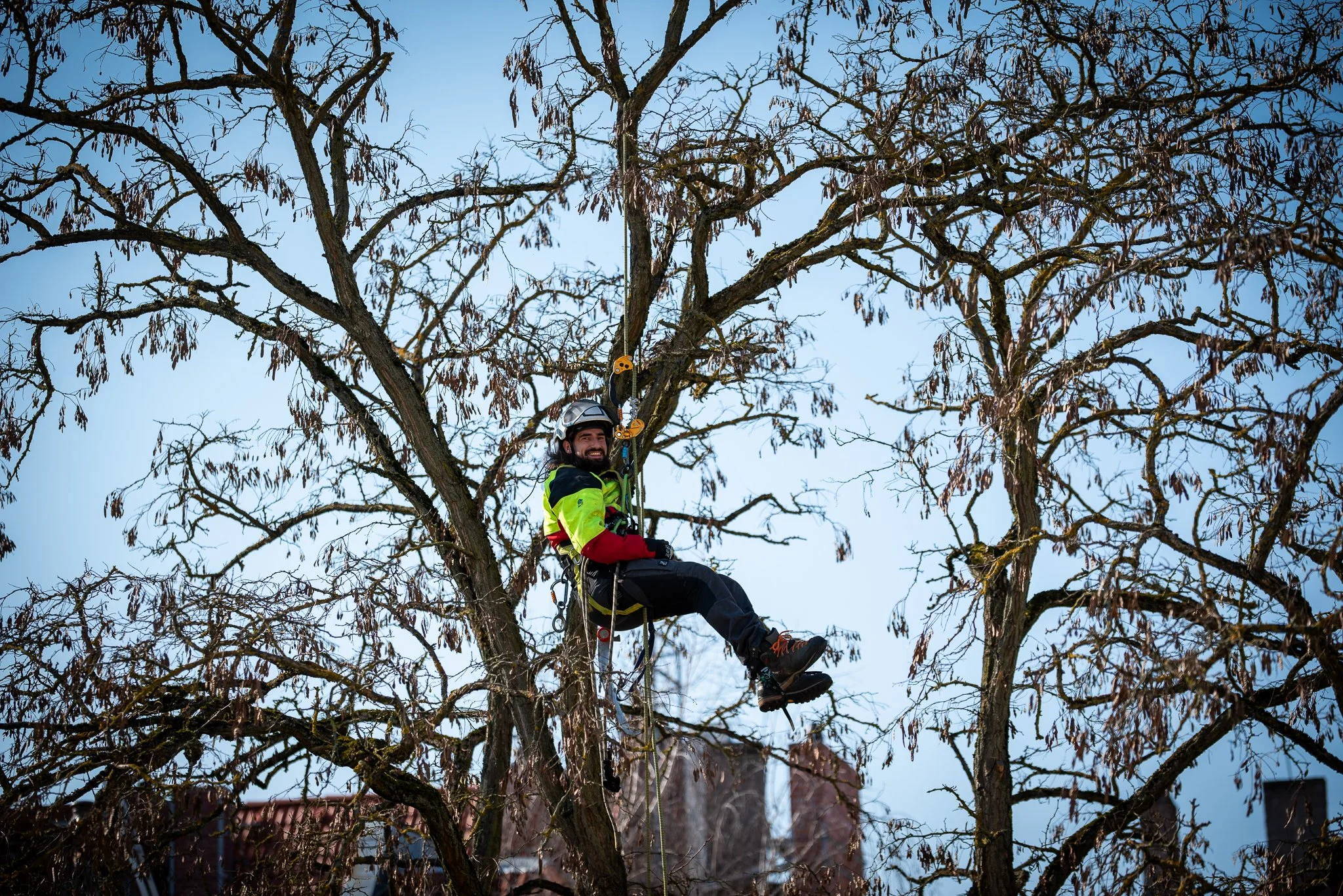 Ein Baumpfleger von Baumpflege Dornblut trägt einen Kletterhelm, Klettergurt und Sicherheitsausrüstung, während er in einem hohen Baum hängt, beim Baumschnitt bzw. Baumpflege.