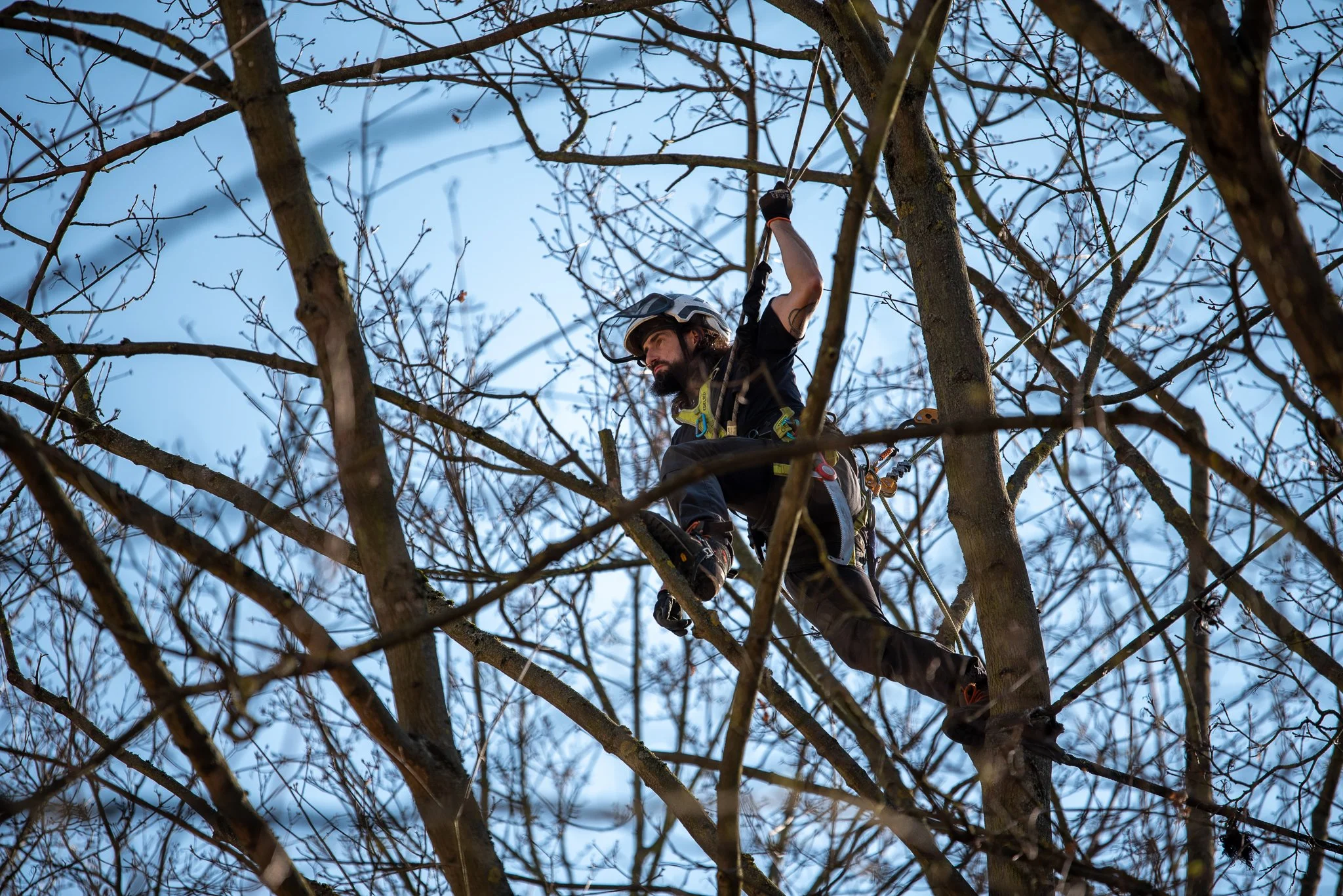 Ein Mann mit Helm und Klettersicherung klettert mit einer Säge in einem Baum.