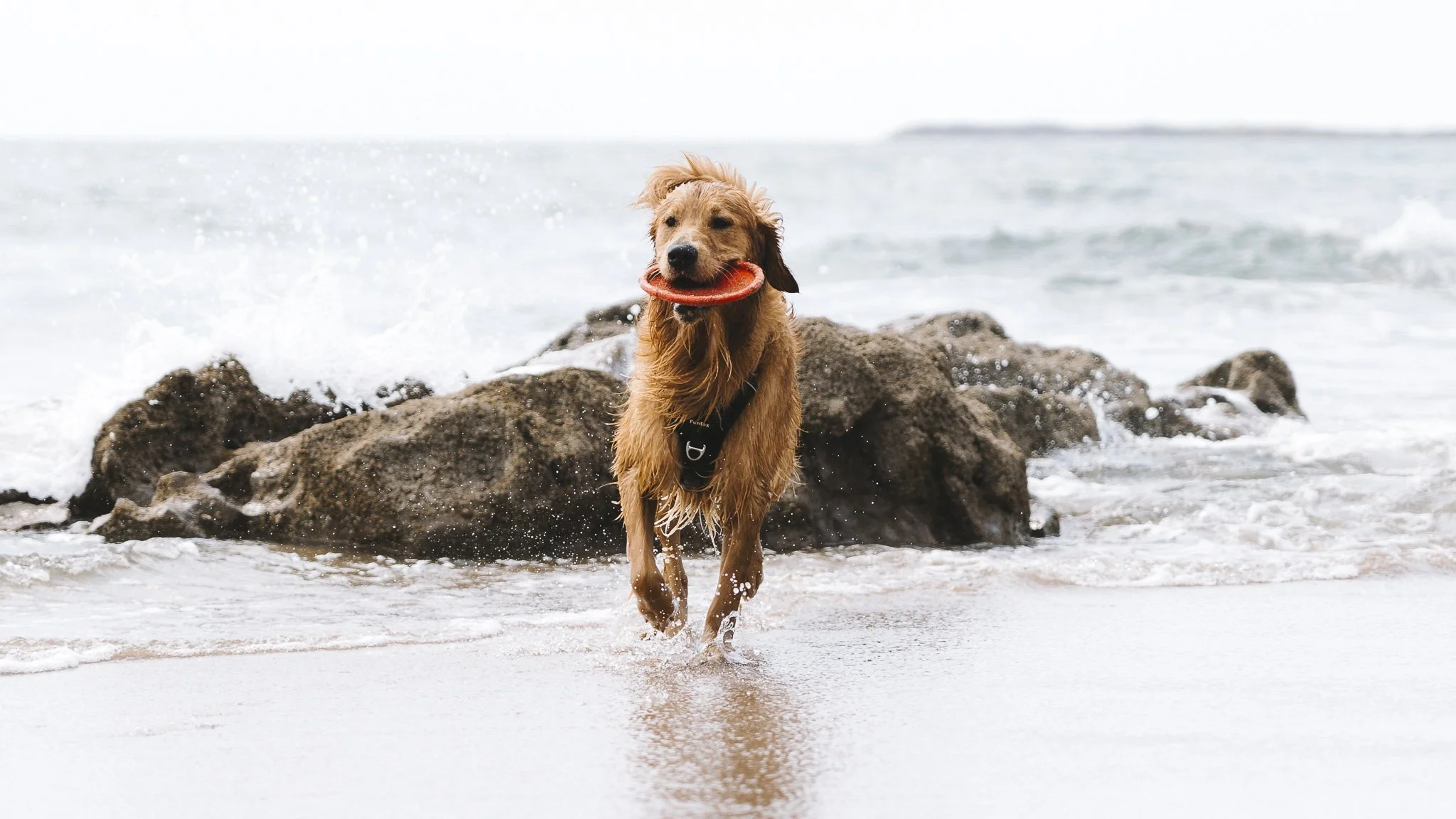 Personal Project - Buddy-18.jpg