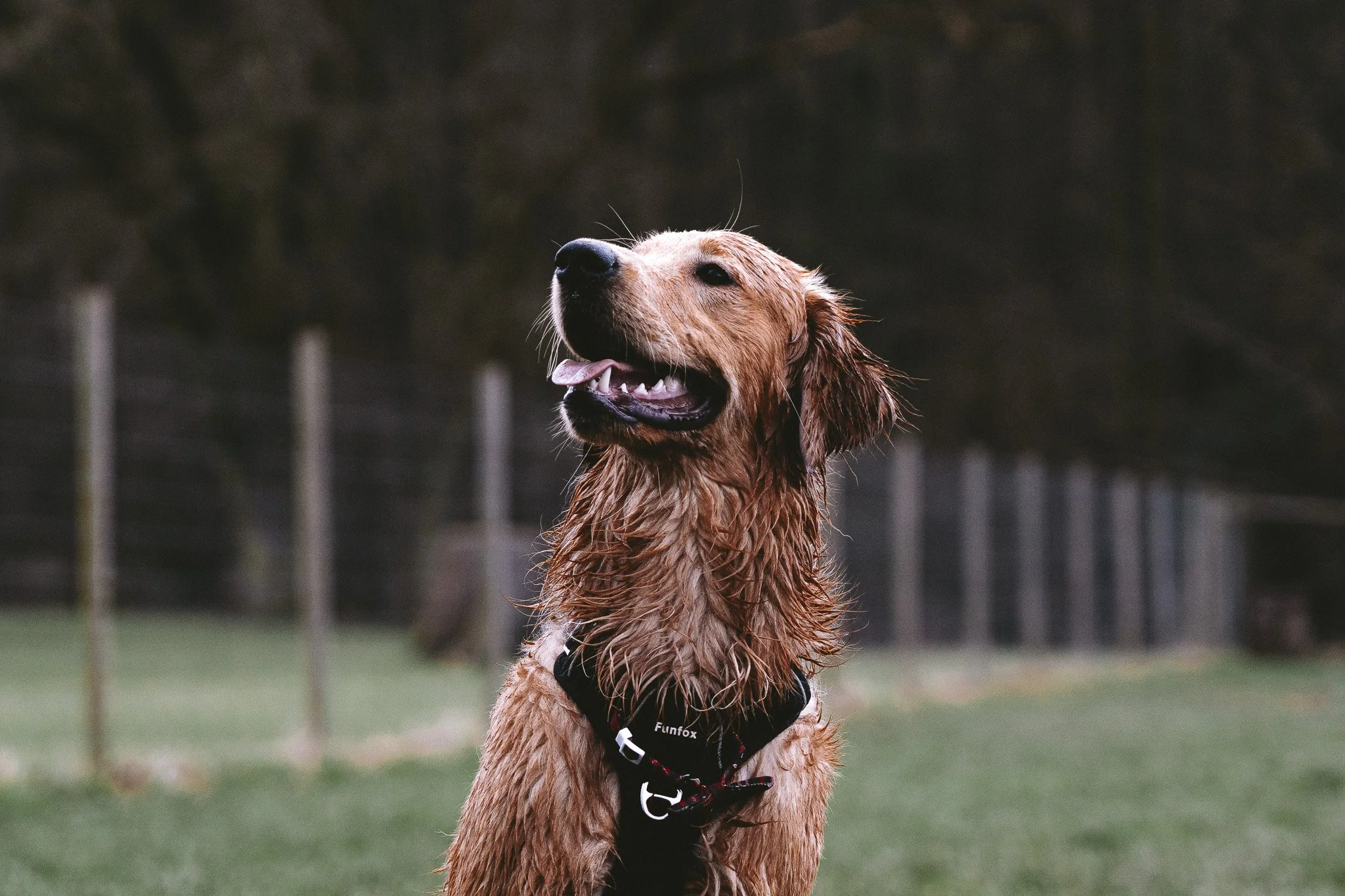 Personal Project - Buddy-03.jpg