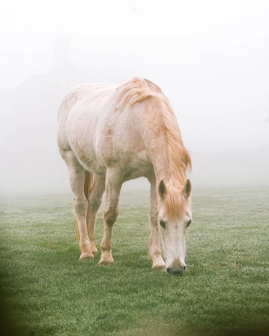 Belper Forest - Photo Walk-3.jpg