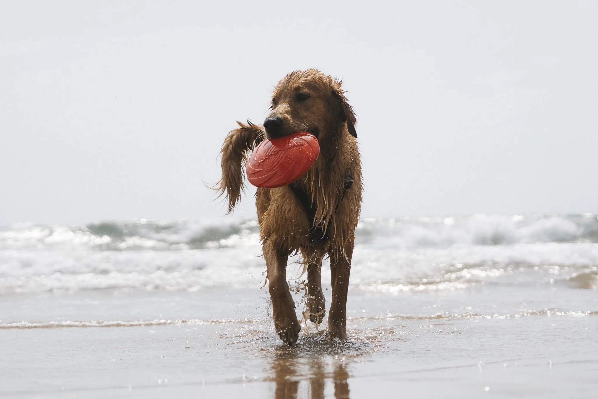 Personal Project - Buddy-19.jpg