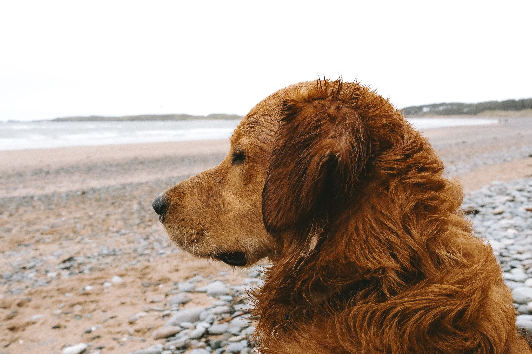 Personal Project - Buddy-11.jpg