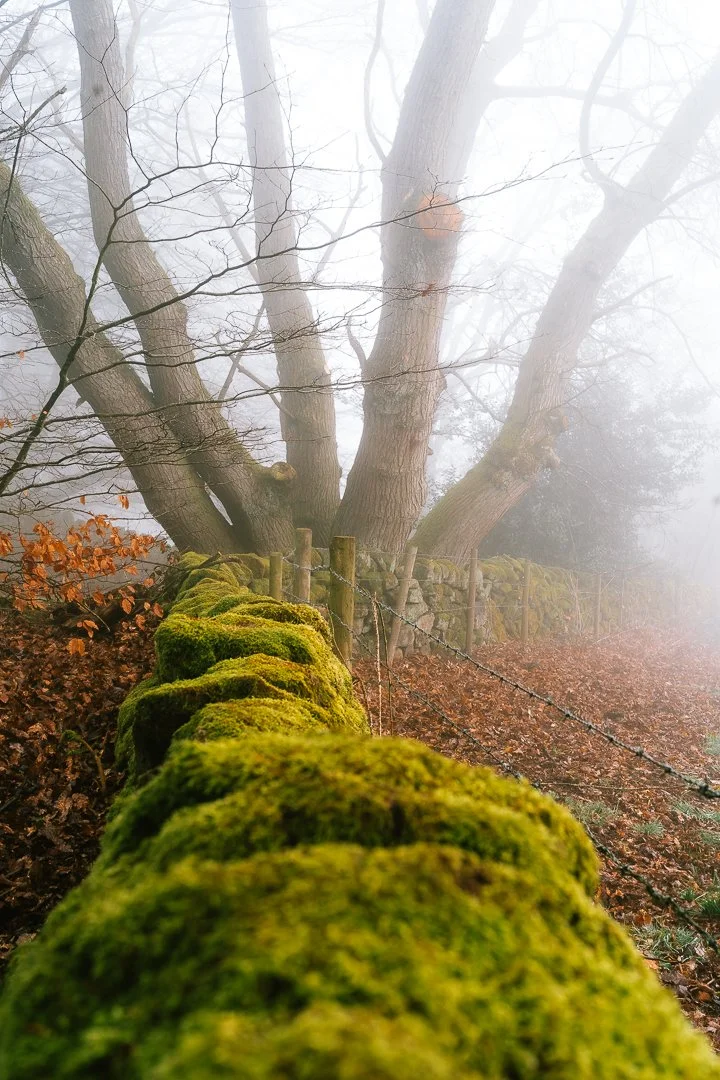 Belper Forest - Photo Walk.jpg