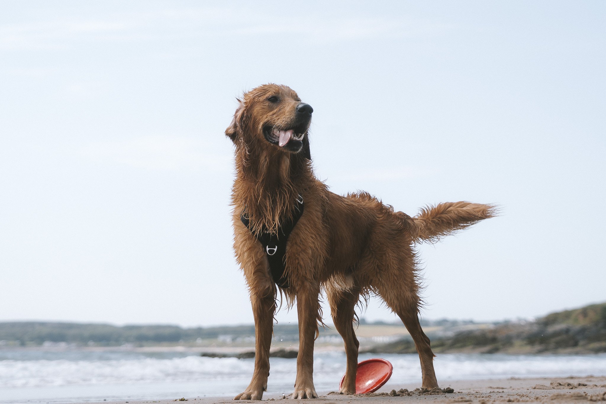 Personal Project - Buddy-21.jpg