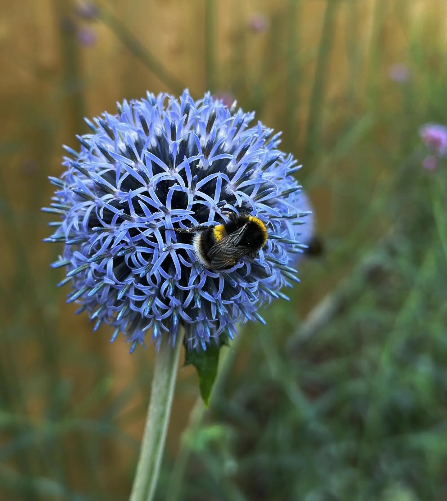 Bee Happy in The Hayloft. The beautiful courtyard garden designed by @oriolgardens is much loved by the bumble bees #bumblebees🐝 #bees #thehayloftsomerset #hottub #coldplunge #sauna #wellnesssuite #airbnb #relax #greens #spadate #spa #pinkandgreenin