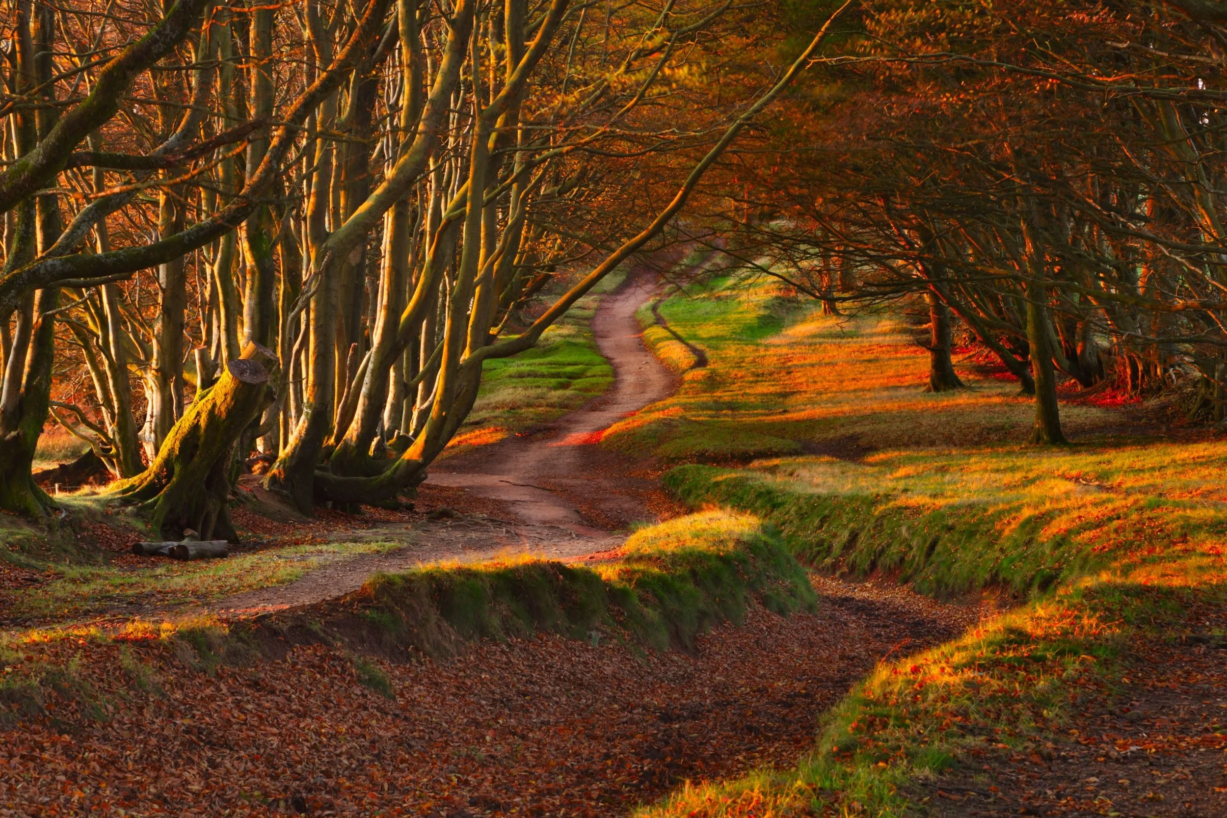 A winding dirt path through a forest with trees on both sides, illuminated by warm, golden sunlight during autumn, with fallen leaves on the ground.