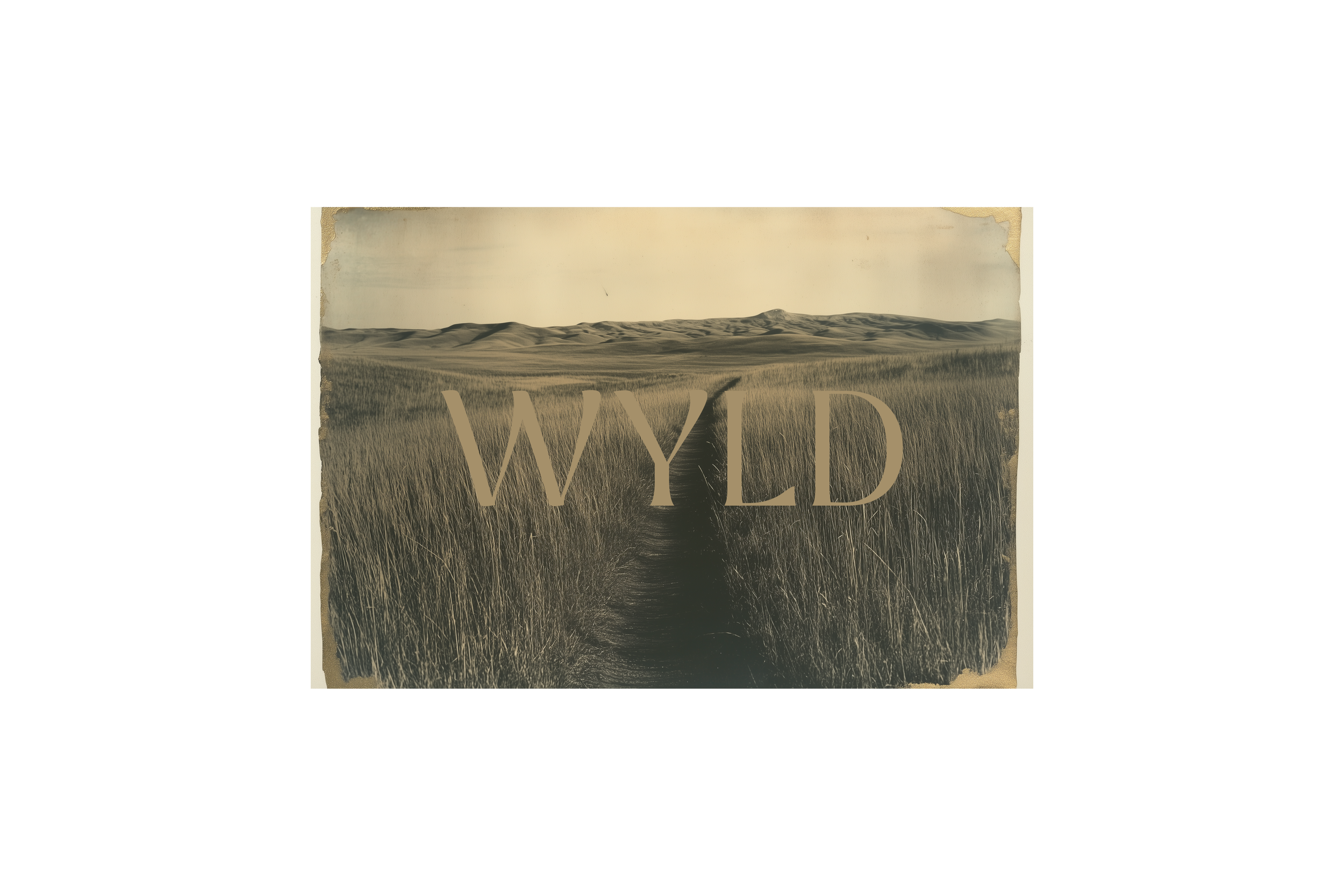 wyld-logo-image.png