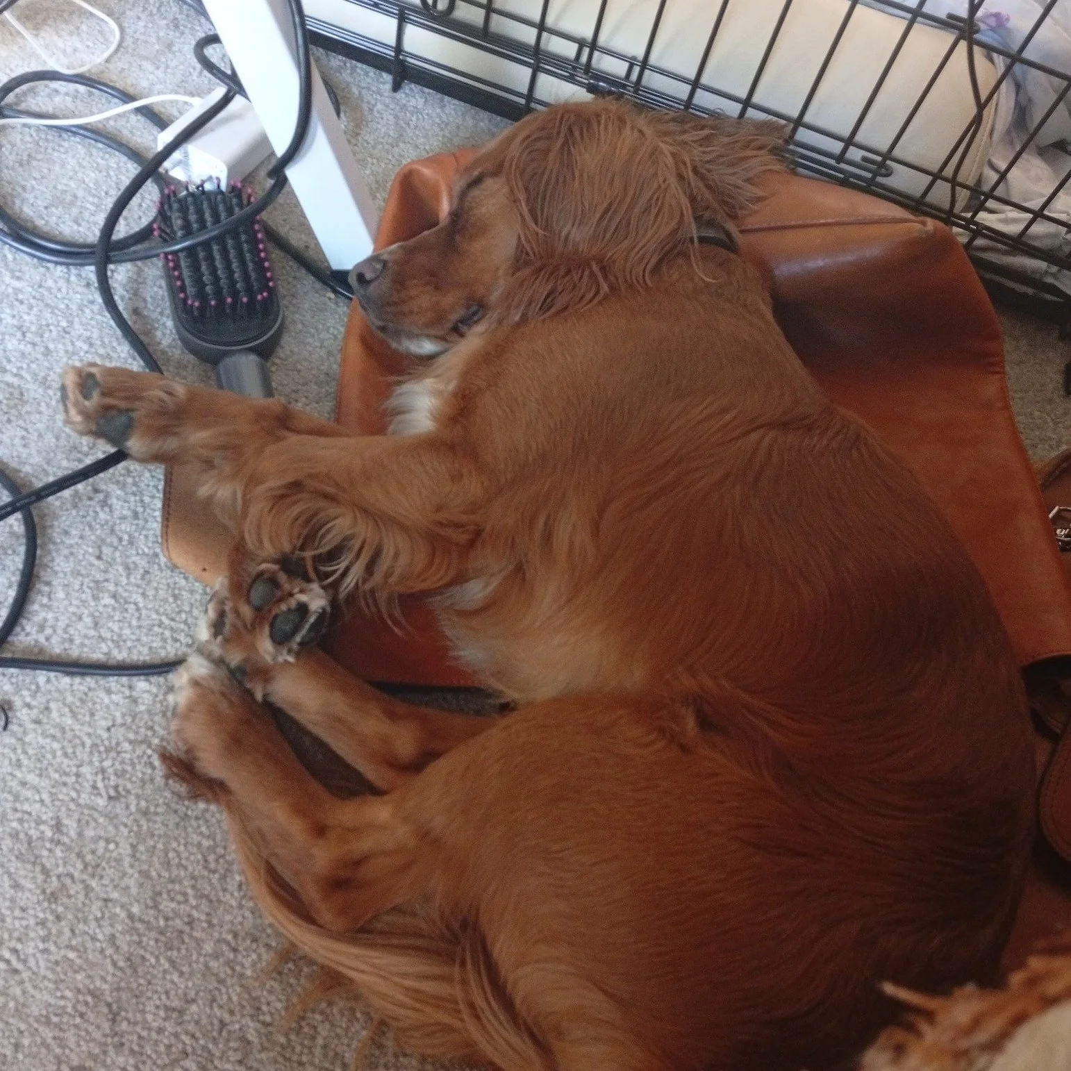 There are some definite perks to this job! I was literally surrounded by snoozing dogs - one on the floor to my left, one on the floor to my right, and one on the back of my chair. Lucky me 🐾✨💜