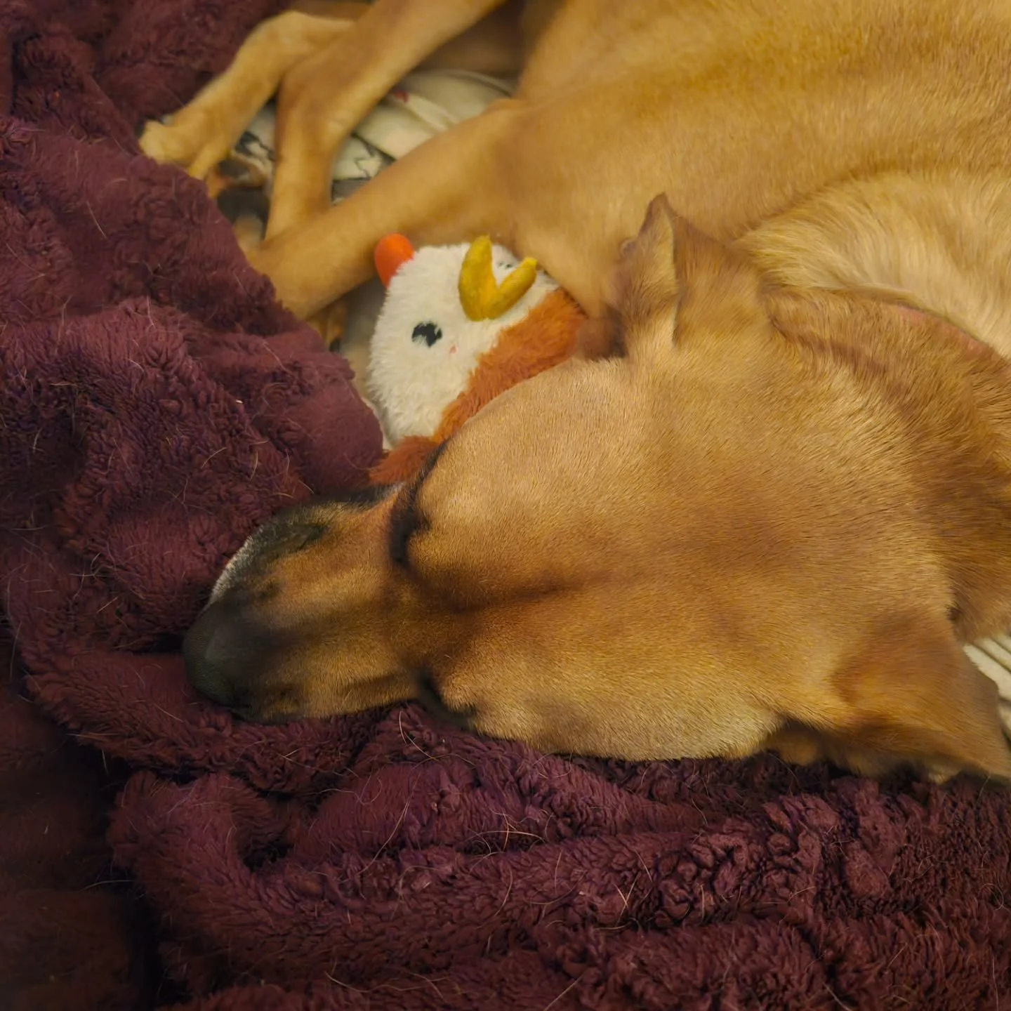 Time to curl up for the night 🌙 😴