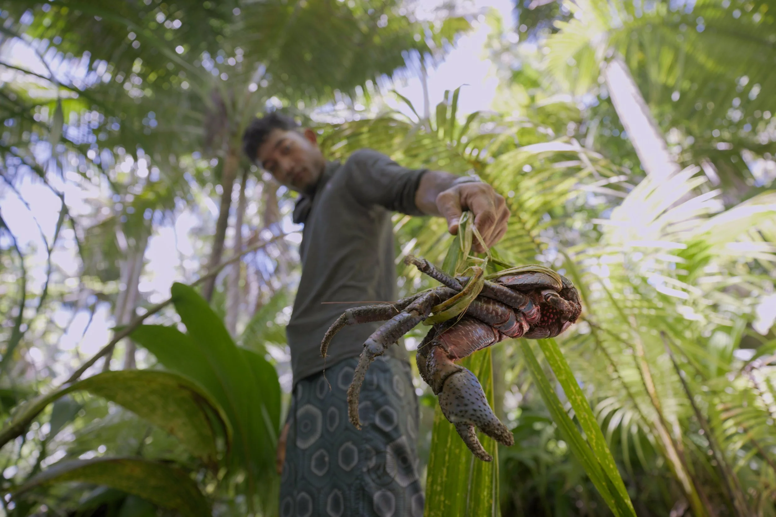 Gailob_milo_coconut crab_credit jess kaelblein_ISC04910.jpg