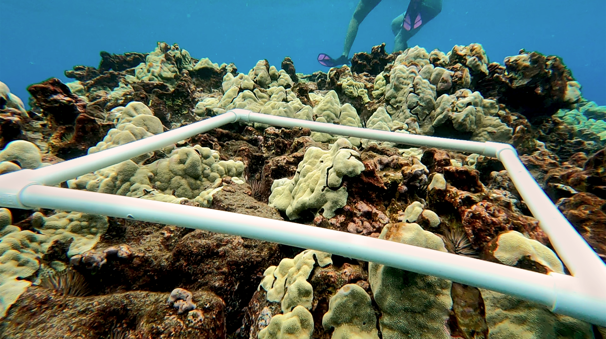 coral_qadratCredit_Jessica Kaelblein.png