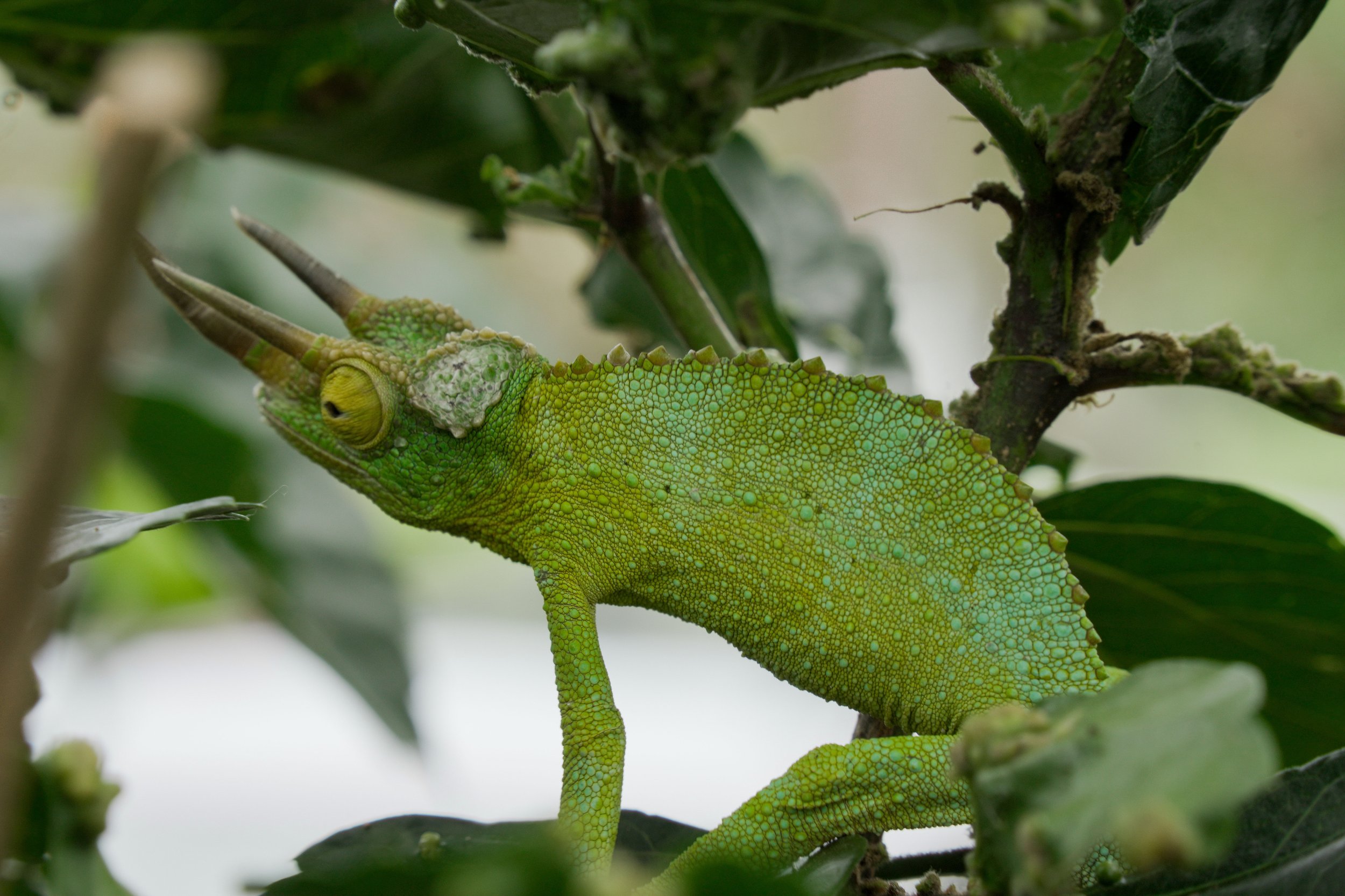 07_16_Greenwell Farms_nature_chameleon_ISC00799-2.jpg