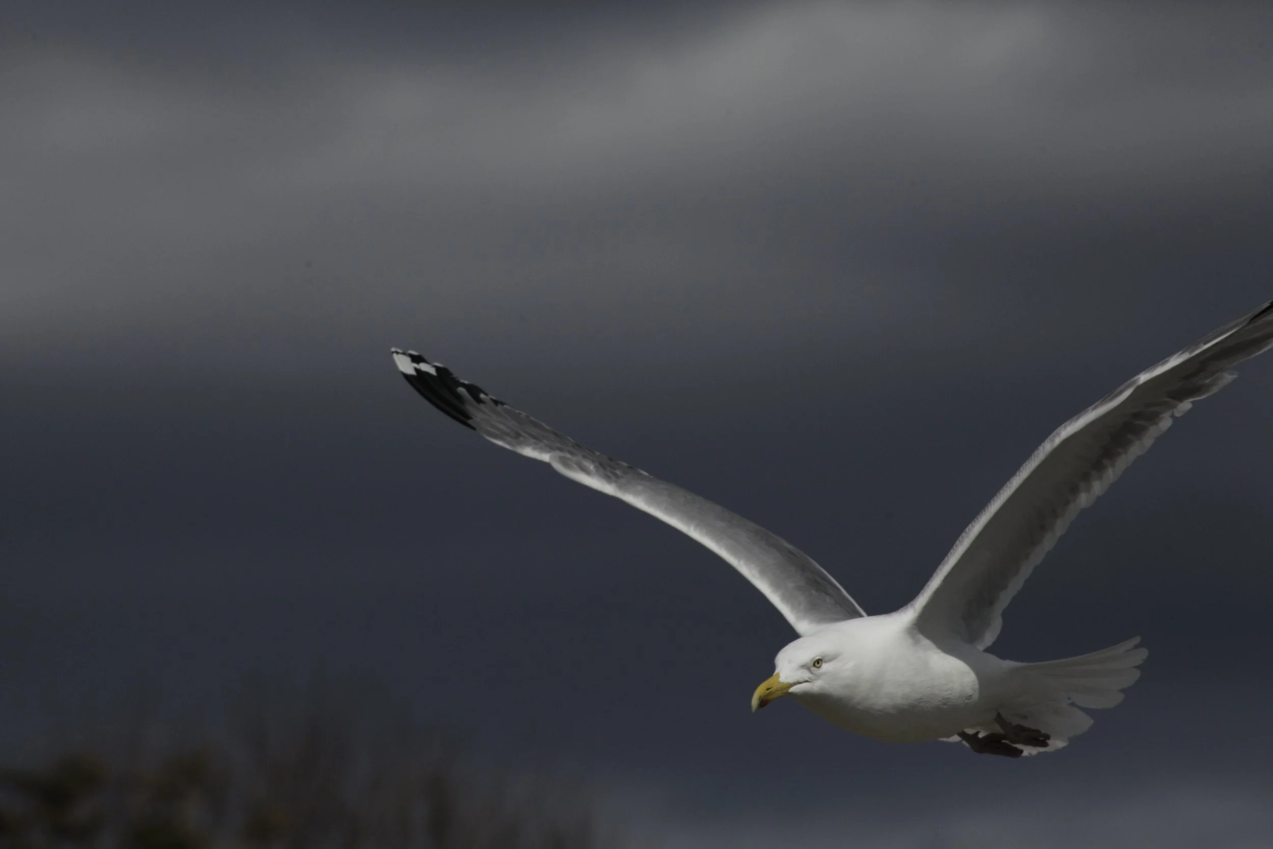 2021_beavertail RI__MG_0085.JPG