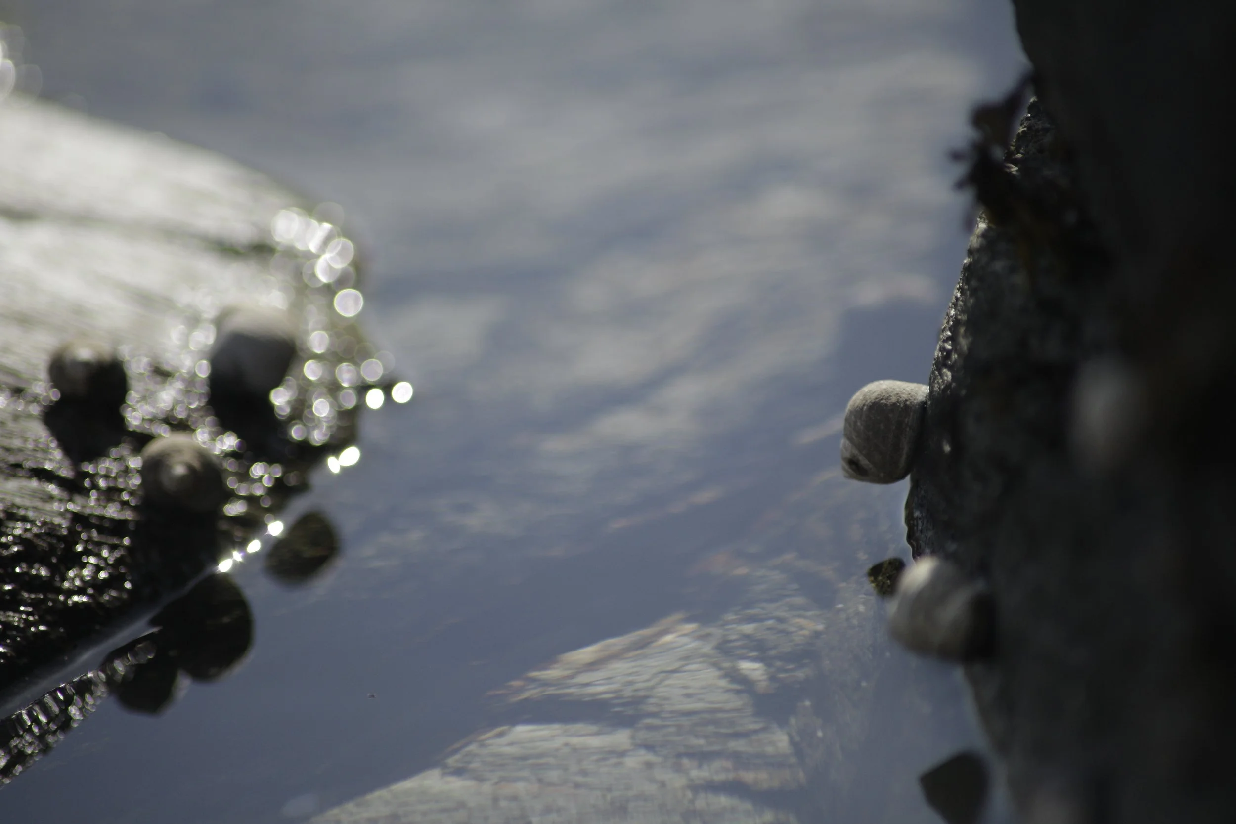 2021_beavertail RI__MG_0147.JPG