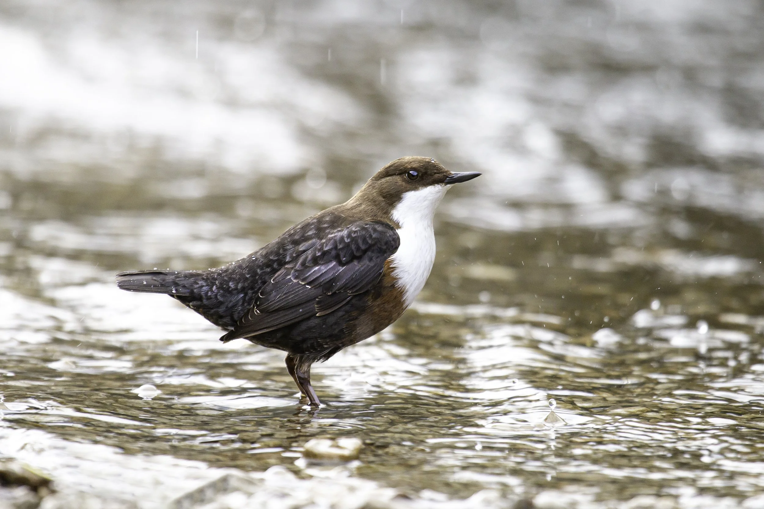 Dipper5.jpg