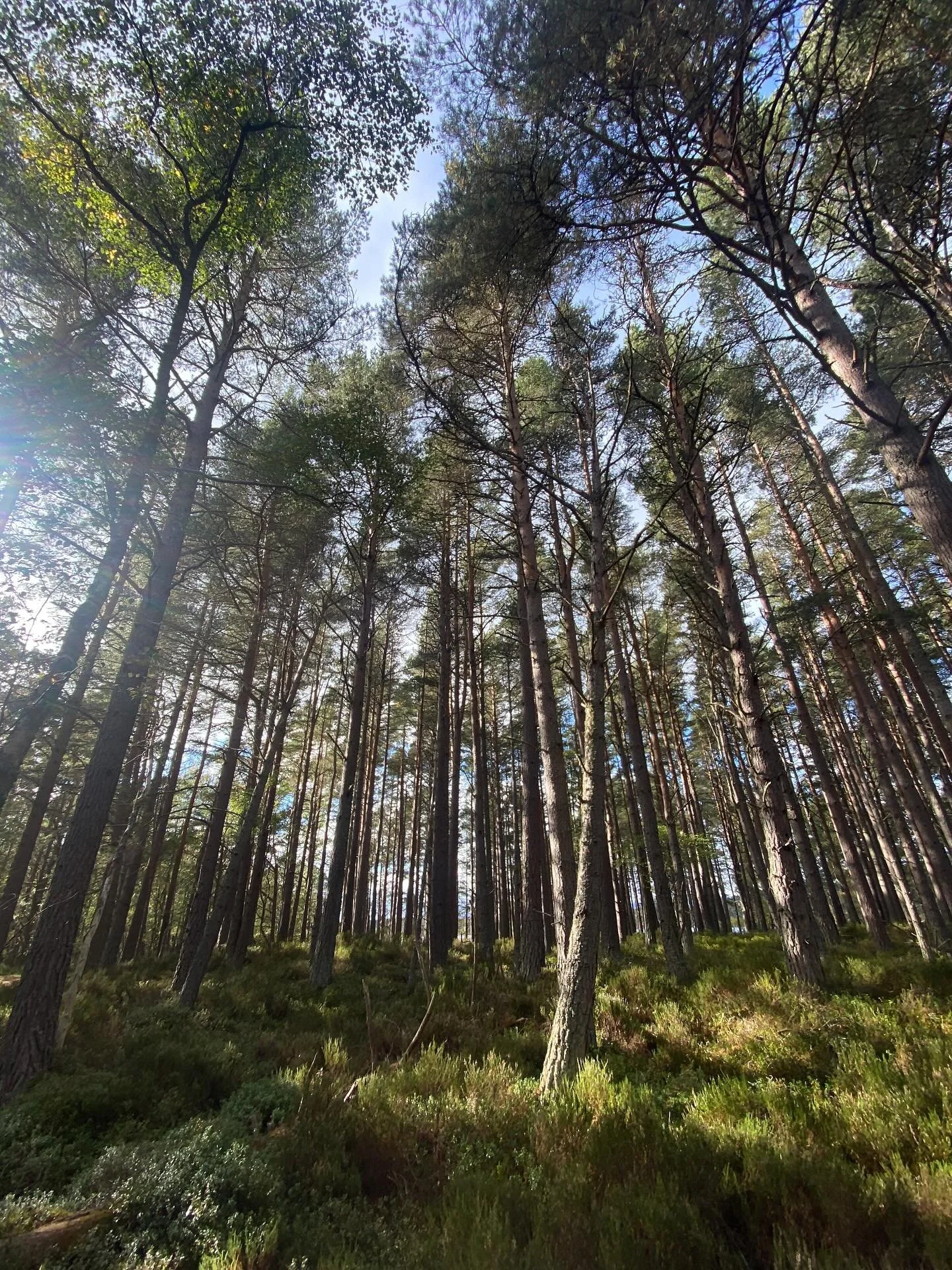 Clootie dumplings, quaking bogs, dark skies, storm Amy and a wonderful bunch of people 🤍 What a week up in the Cairngorms 🌿🌌🏴󠁧󠁢󠁳󠁣󠁴󠁿

#cairngorms #scotland #wildlife