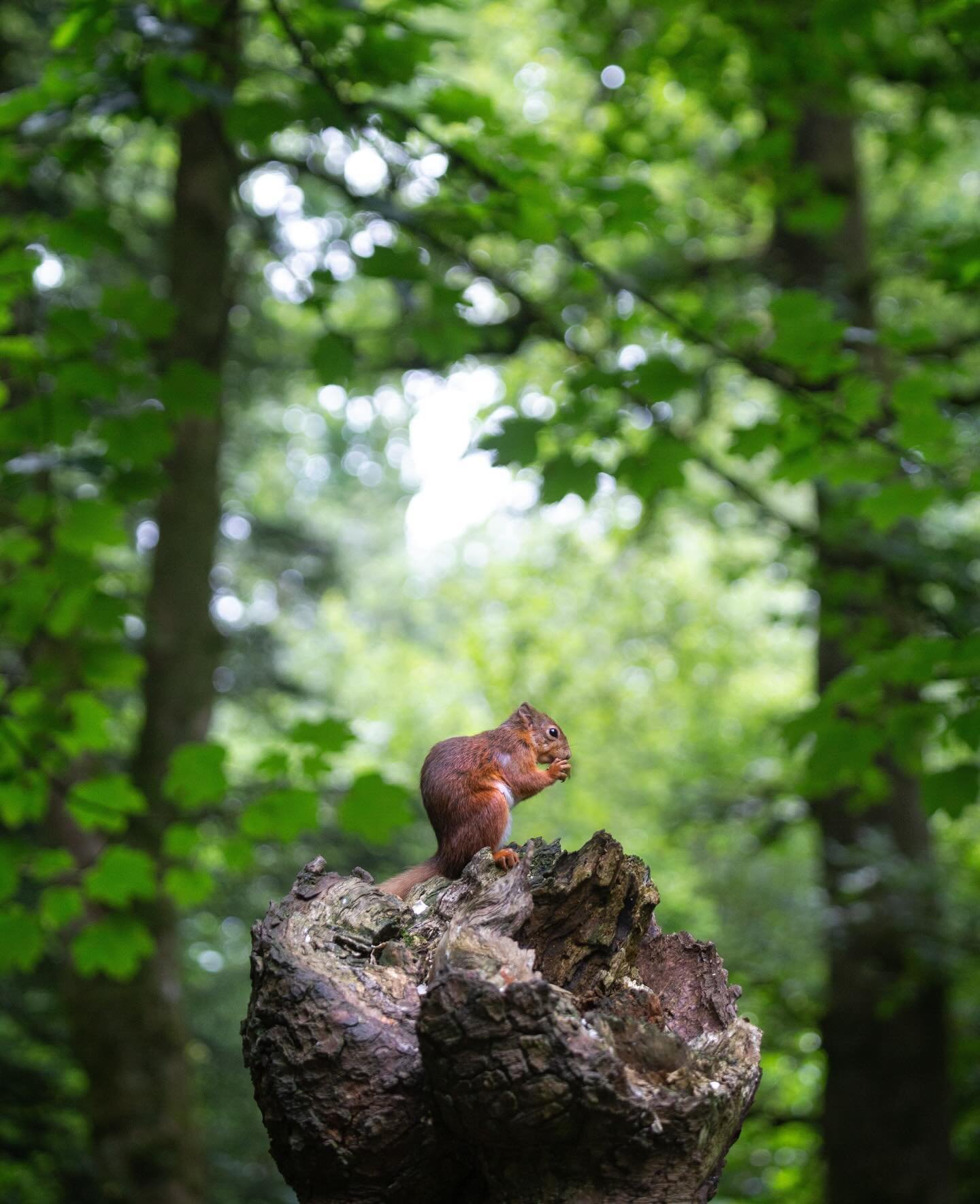 So, so nice to finally be back out with my camera - a cheeky little Sciurus vulgaris hanging out in the Lake District 🐿️

▫️

#wildlifephotography #uknature #redsquirrel #wildlife #ukwildlife #wildlifephotographer #uk