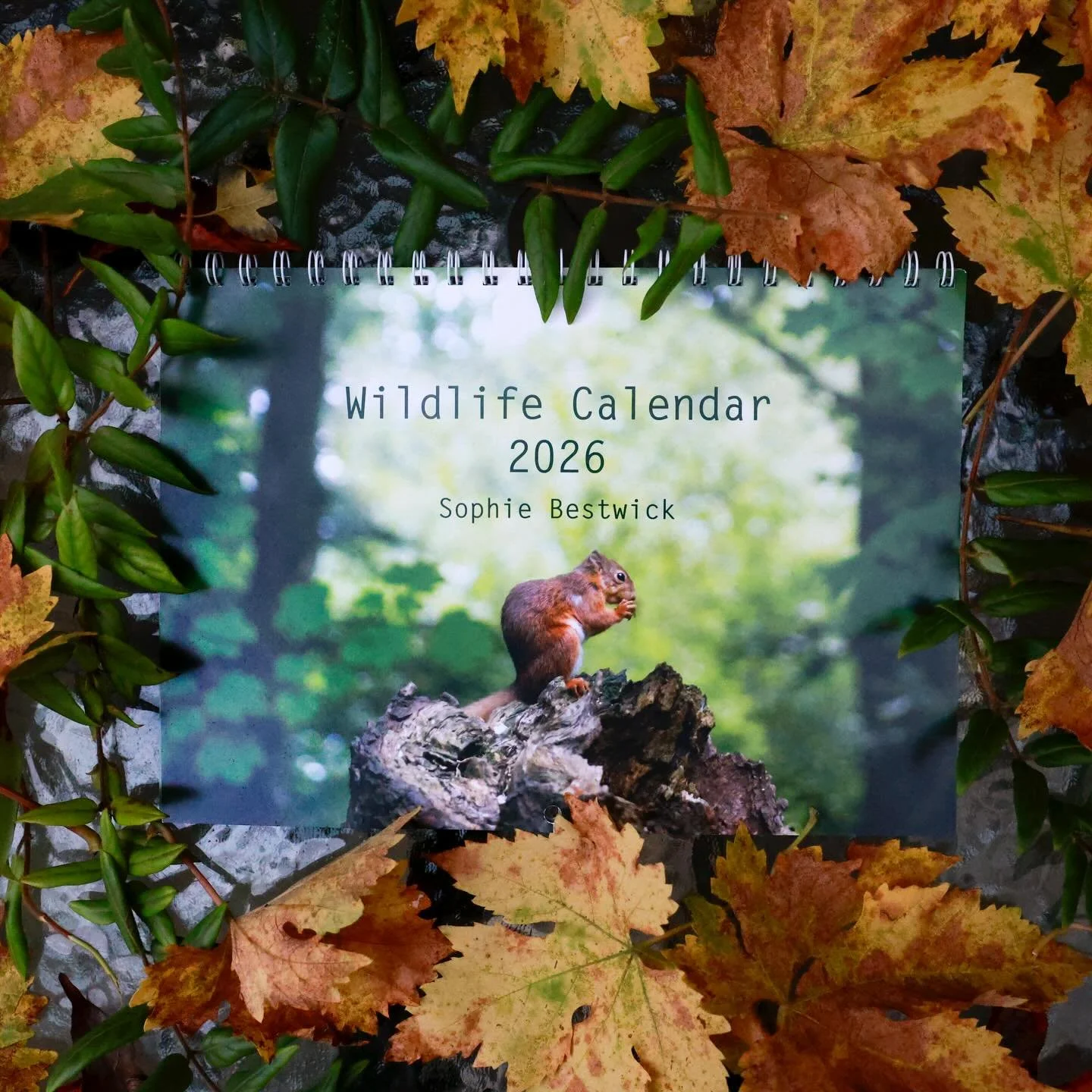 🦊 2026 Wildlife Calendars Still Available!

I&rsquo;m excited to share this year&rsquo;s calendar featuring 12 photographs of UK wildlife, all taken and designed by me. Each month highlights a moment from my time in the field and I hope it brings a 