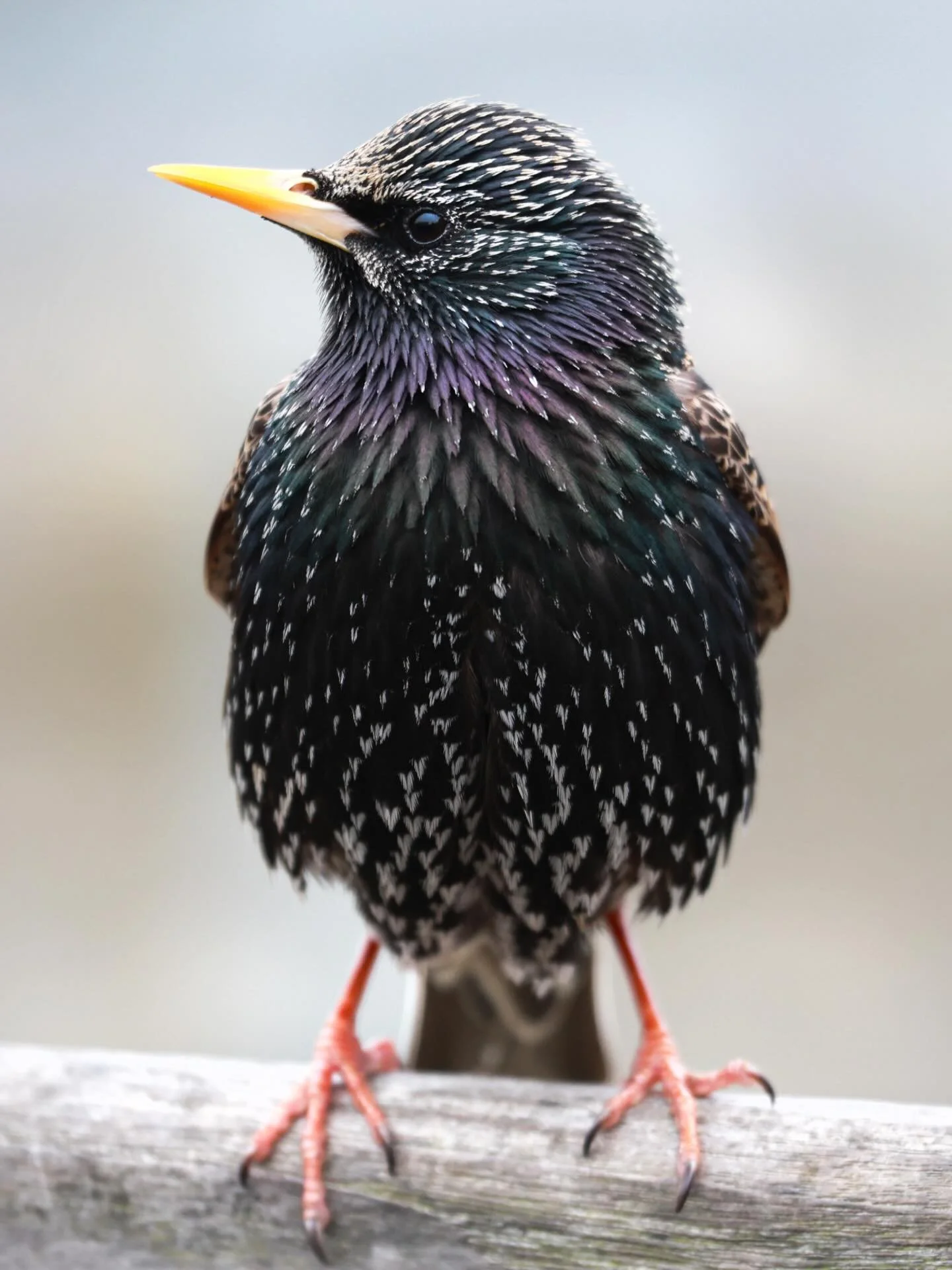 Check out the amazing colours on this starling! I was back out with my camera for the first time in truly AGES, forgot how good it feels to be behind the lens 🌿

Was told I&rsquo;d see a shed load of puffins today but every single one had taken shel
