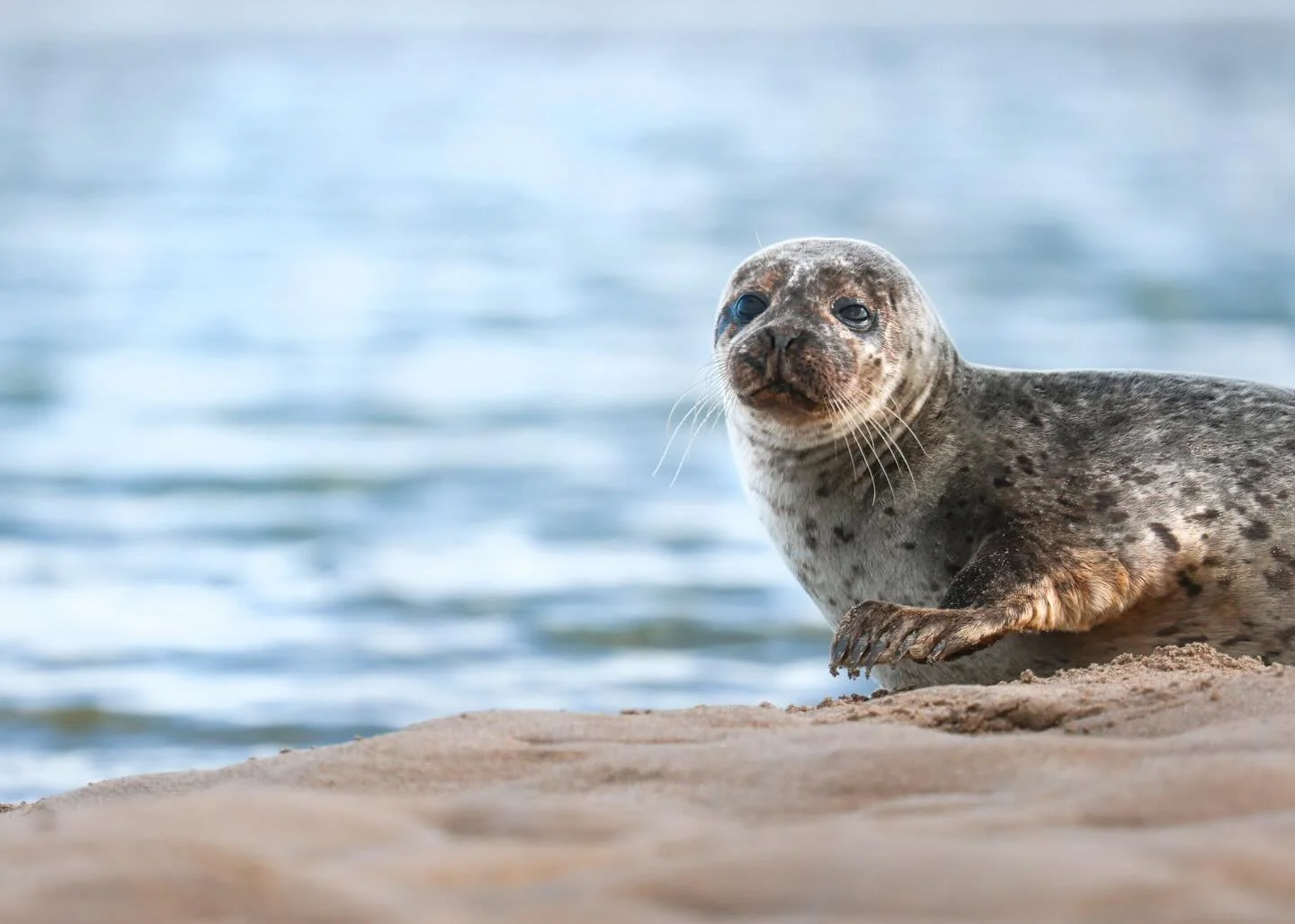 A delightful little encounter with the cat-faced harbour seal on Holy Island 🦭

(p.s this was taken on the causeway that 28 Years Later was filmed on COOL) 

#UKWildlife
#MarineWildlife
#WildlifePhotography
#HarbourSeal
#HolyIsland