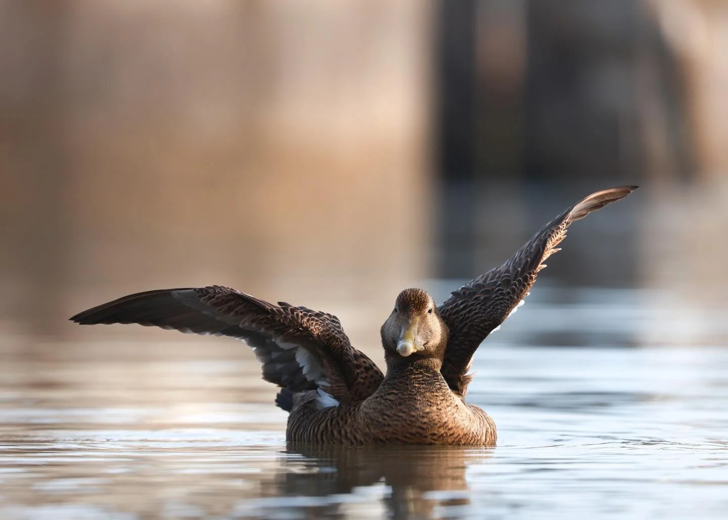 My first time photographing eider ducks and this curious female came to say hello 🖤

Fair to say their little &lsquo;woo&rsquo; call completely won me over 🦆 

#eiderduck 
#ukwildlife 
#ukwildlifeimages 
#uk 
#wildlifephotographer