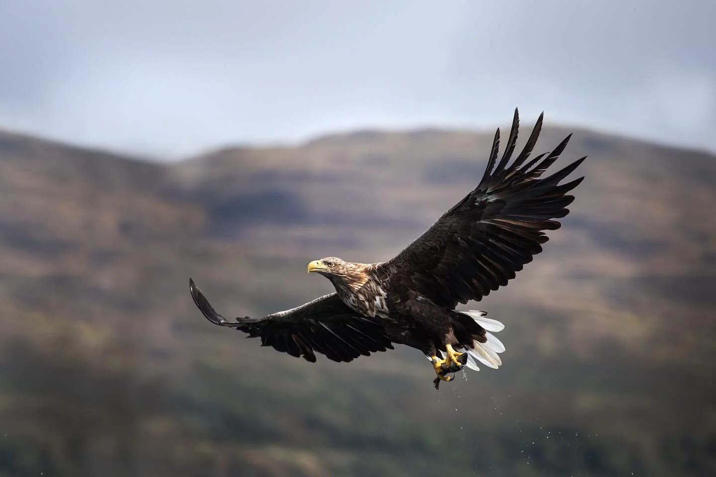 I recently got back from another beautiful trip to the Isle of Mull! Eagles and otters and torrential rain galore 🦦 

Thankfully the clouds parted for long enough to get out on the boat to see these absolutely unbelievable birds, such a privilege to