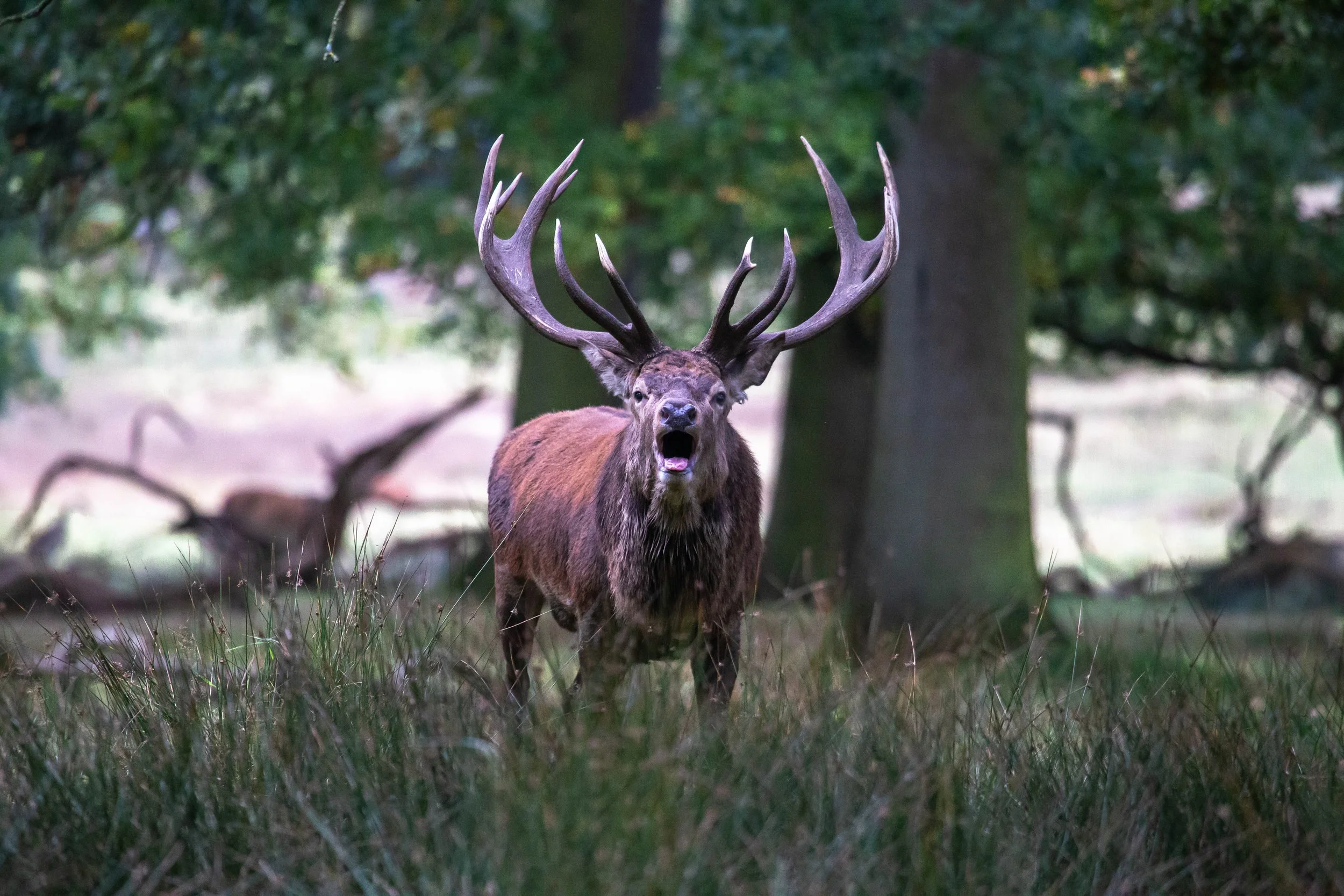 Red Deer25.jpg