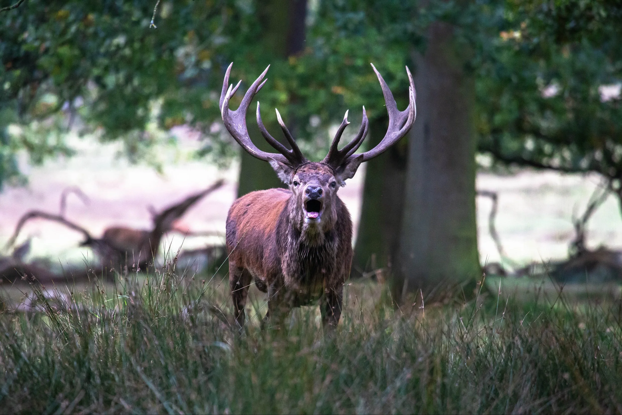 Red Deer40.jpg