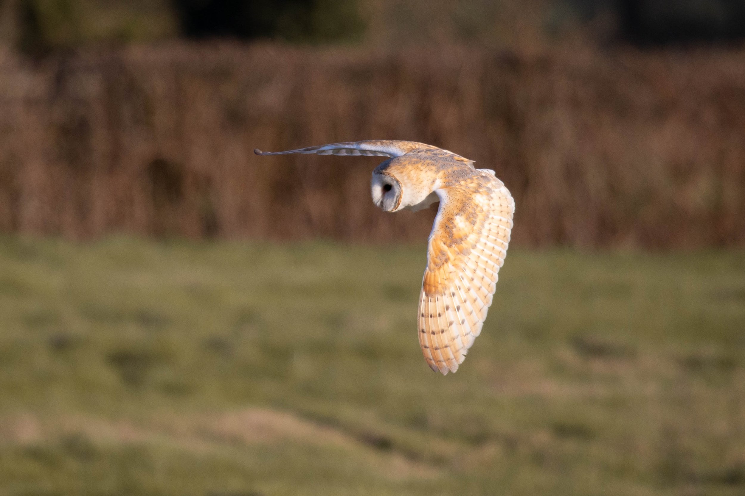 Barn Owl12.jpg