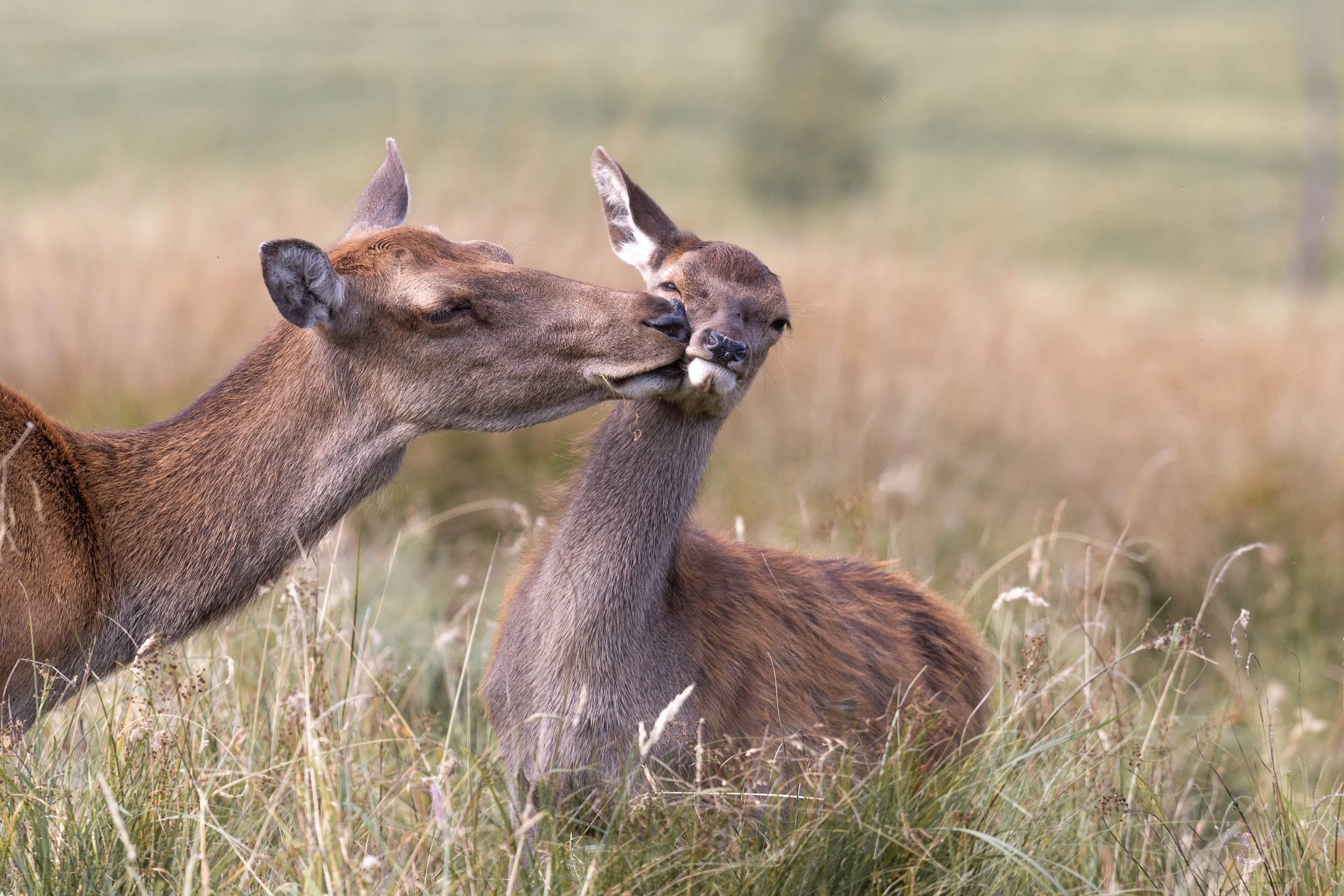 Red Deer2.jpg