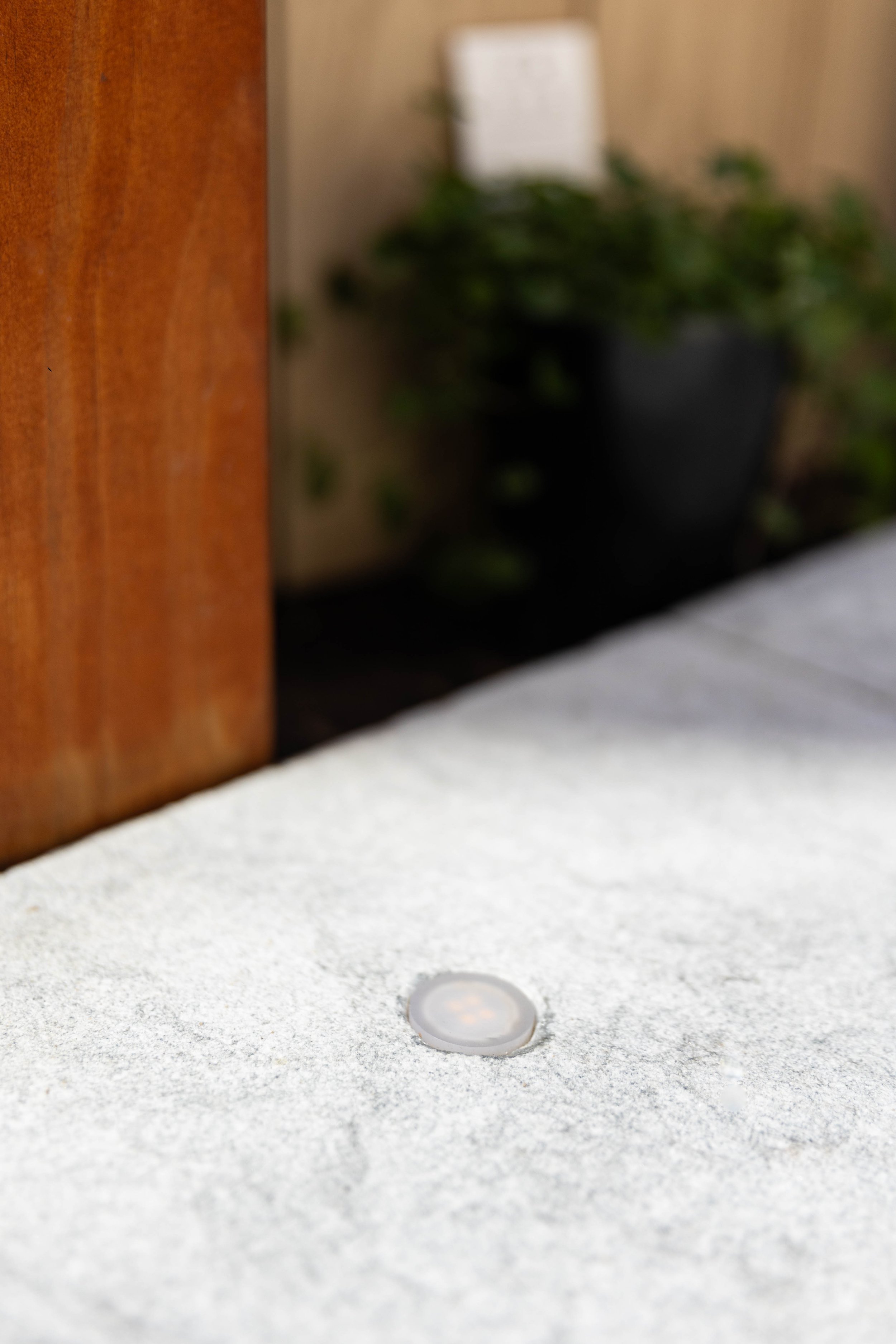 south sea figtree-27.jpg