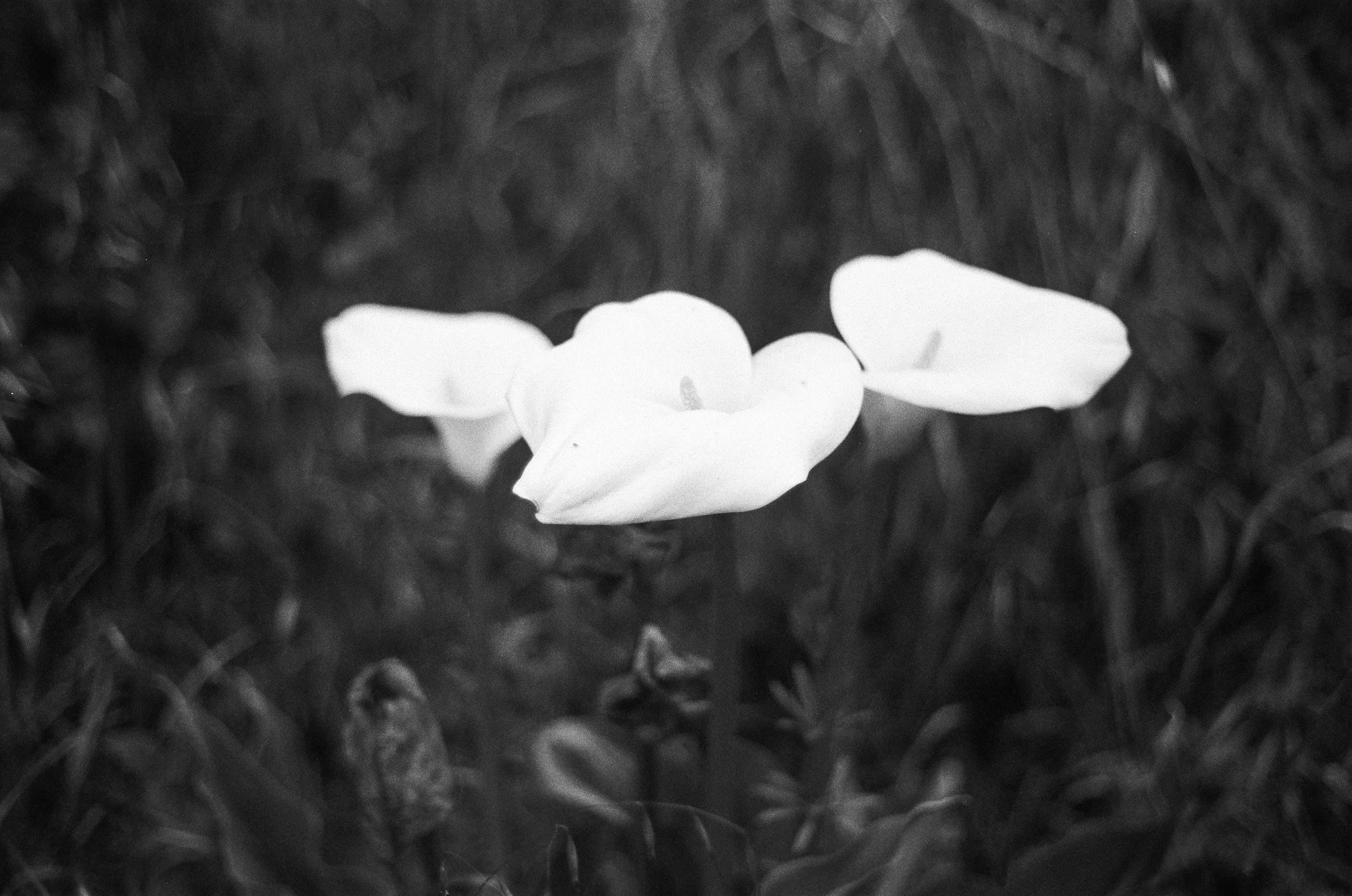 250417 Film Sebastopol Retreat 49.jpg