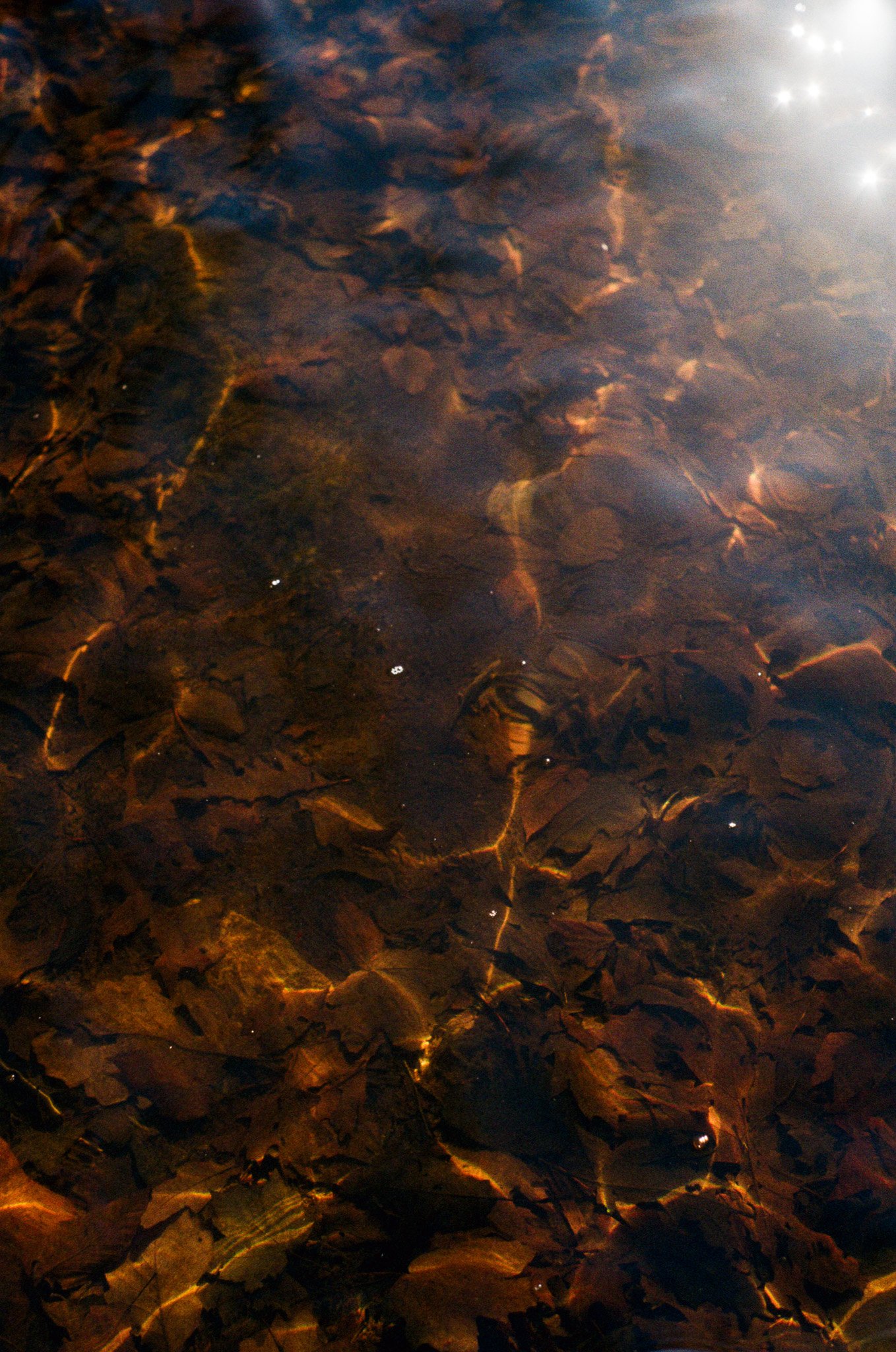 250402 Film Upstate NY Millie Kiki 10.jpg