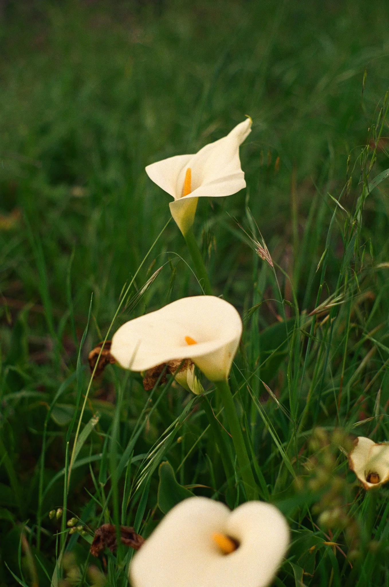 250417 Film Sebastopol Retreat 25.jpg