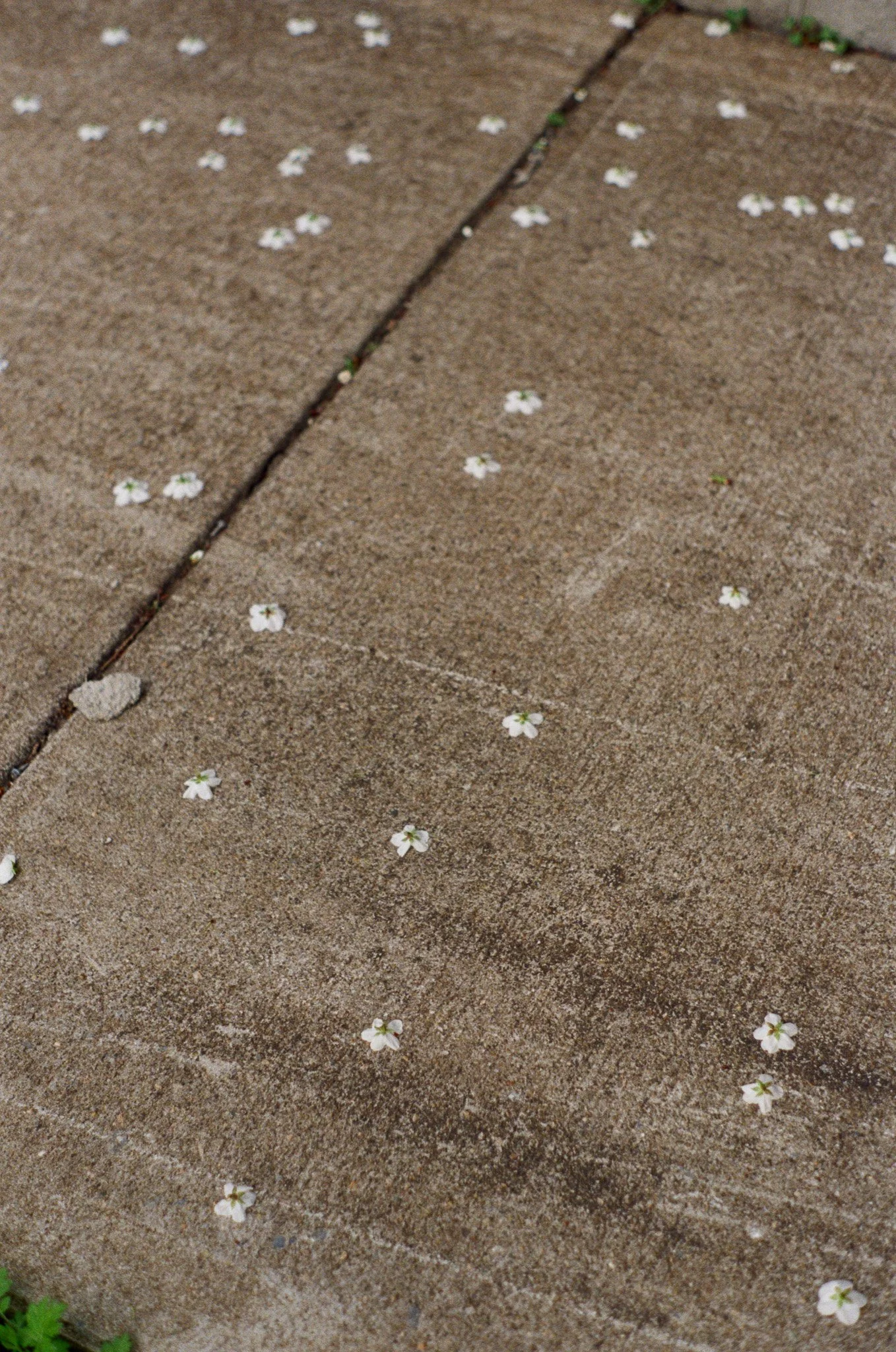 250403 Film Upstate NY Clarity Skyline 12.jpg