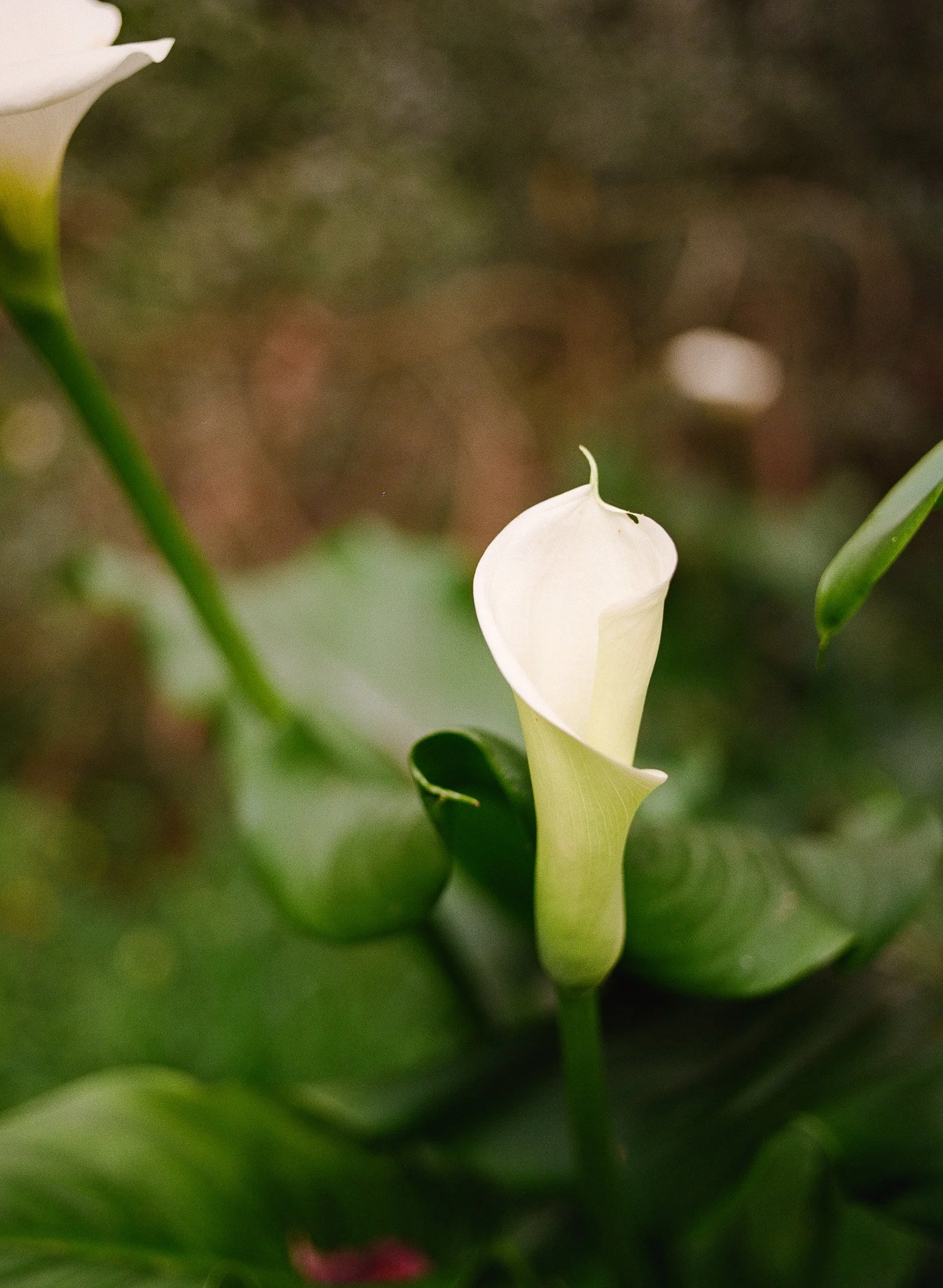 250417 Film Medium Format Sebastopol Retreat 34.jpg