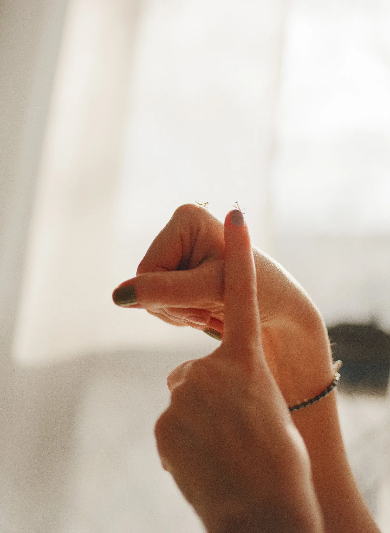 250410 Film Clarity Praying Mantis Babies Medium Format 12.jpg