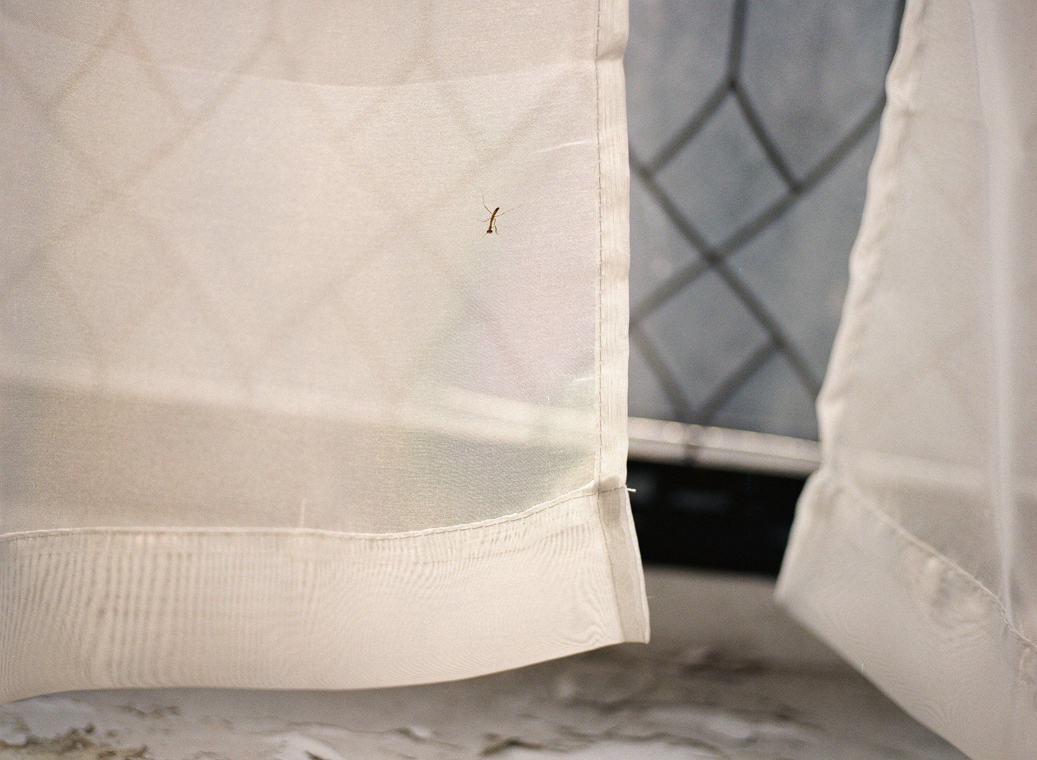 250410 Film Clarity Praying Mantis Babies Medium Format 9.jpg