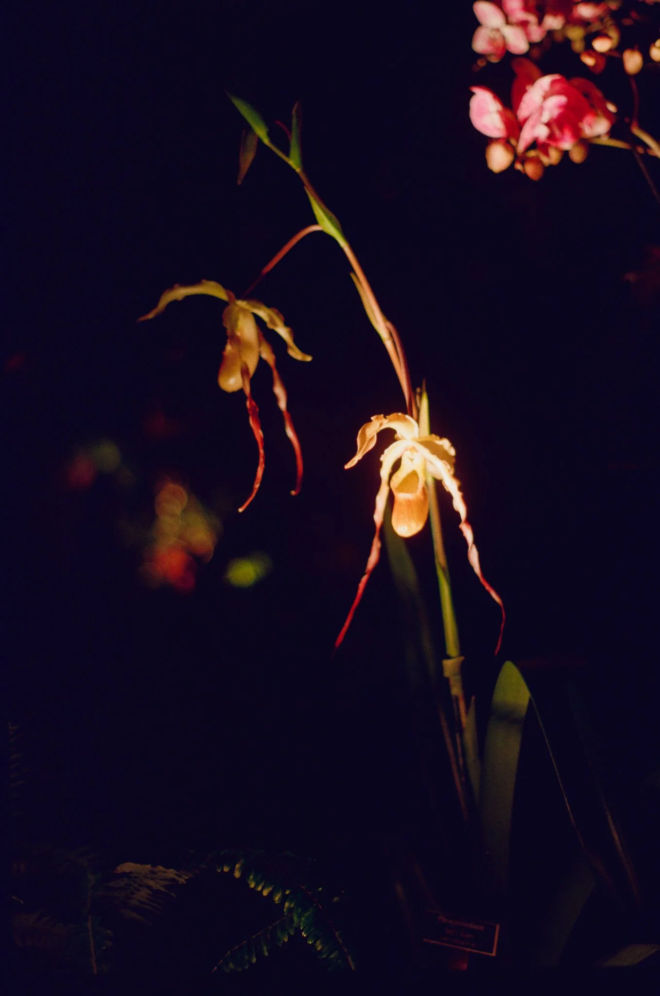 250215 Film Sofia Ellen Waterfront Orchids 31.jpg