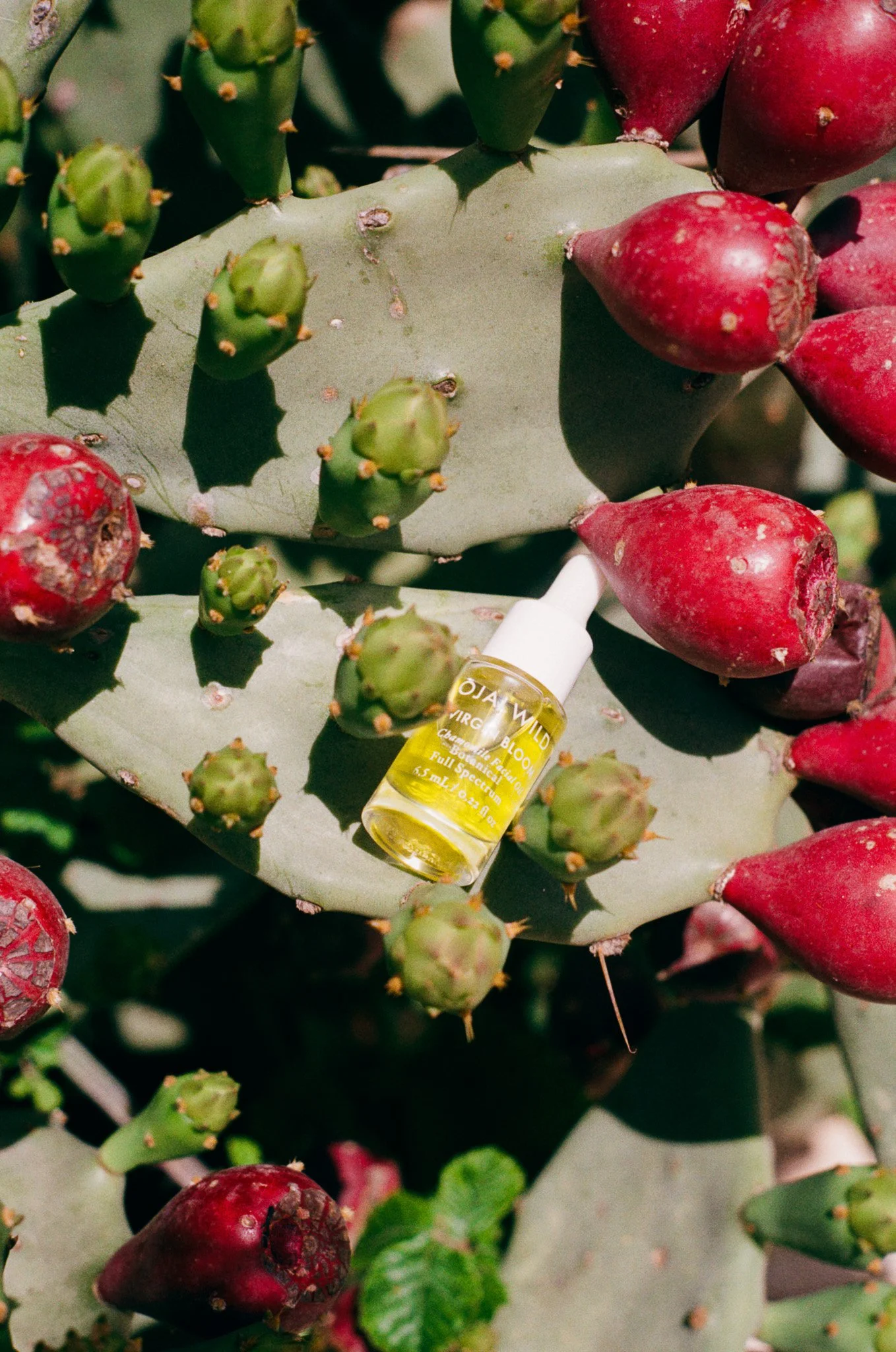 250606 Film Italy Ojai Wild Oil 16.jpg