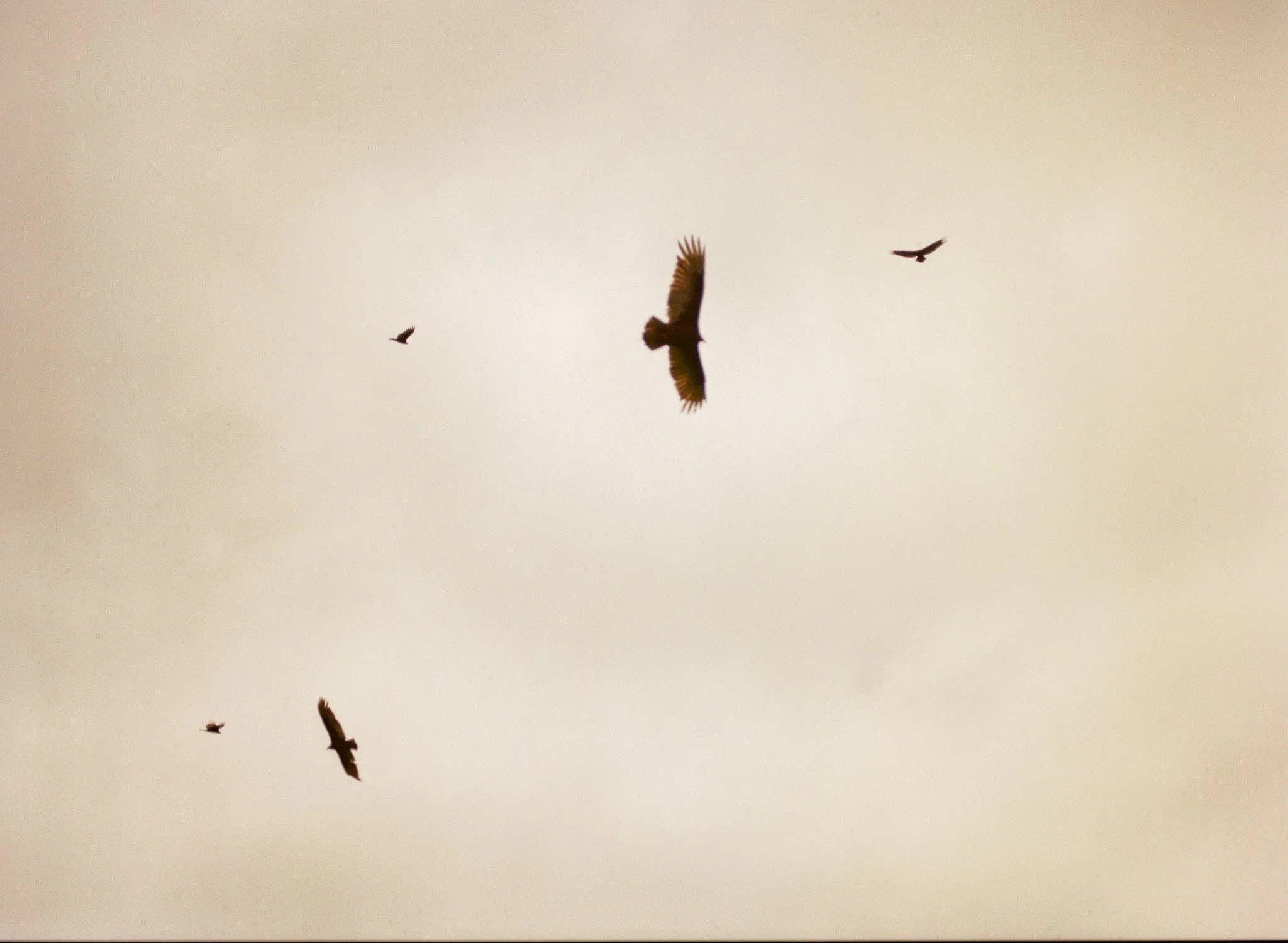 250417 Film Medium Format Sebastopol Retreat 24.jpg