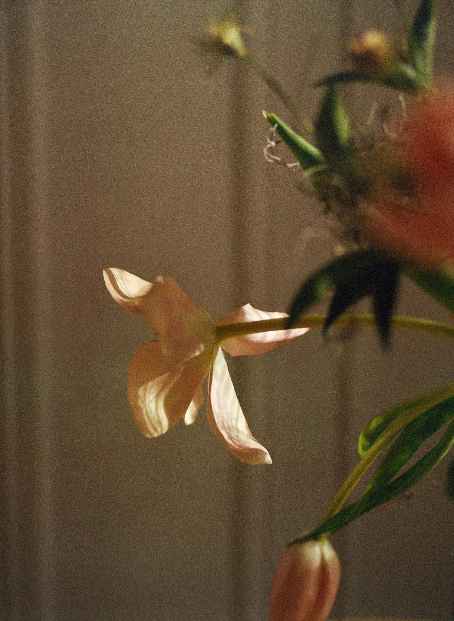 250312 Film Annie Flowers_013.jpg