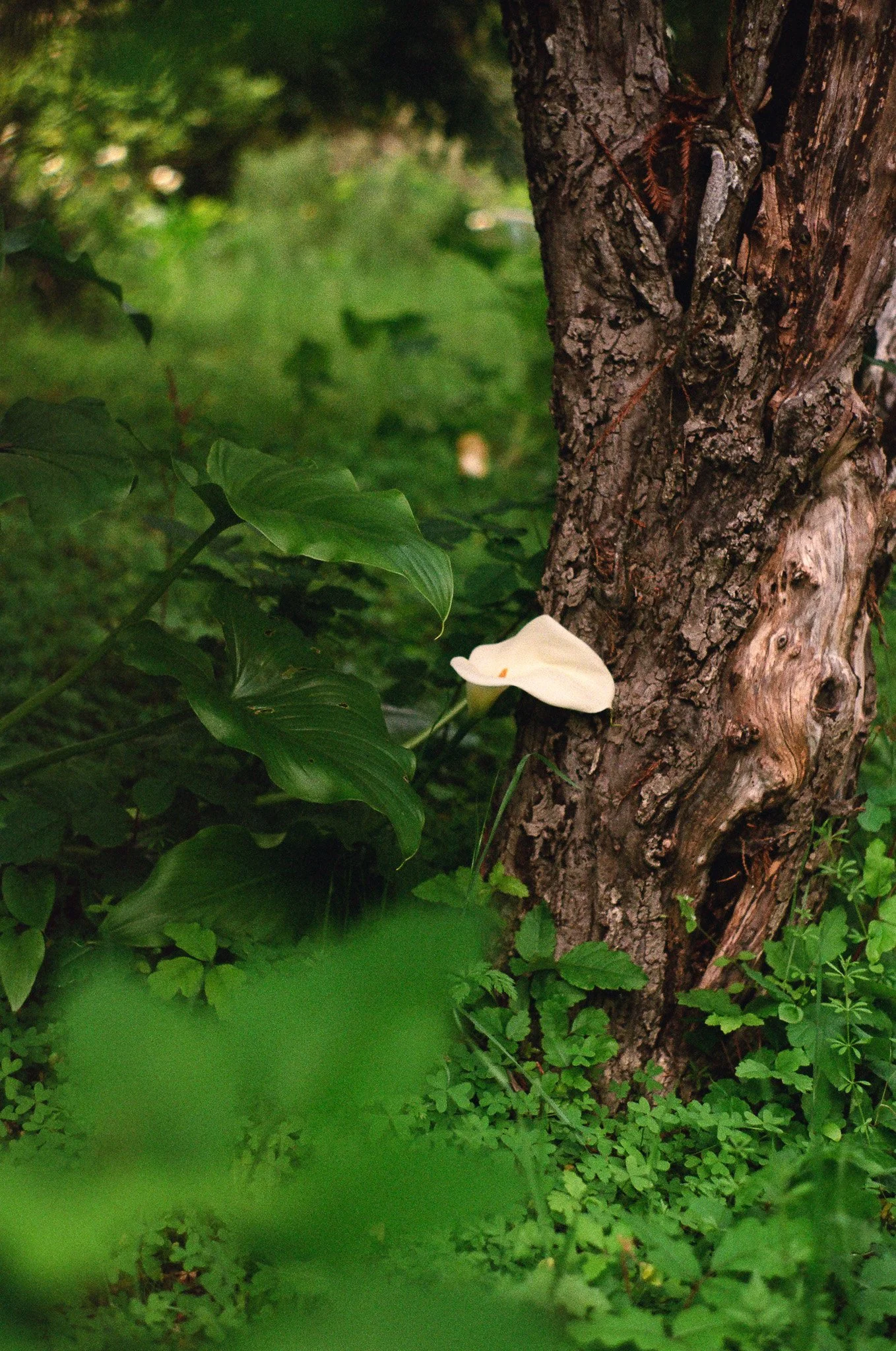 250417 Film Sebastopol Retreat 7.jpg