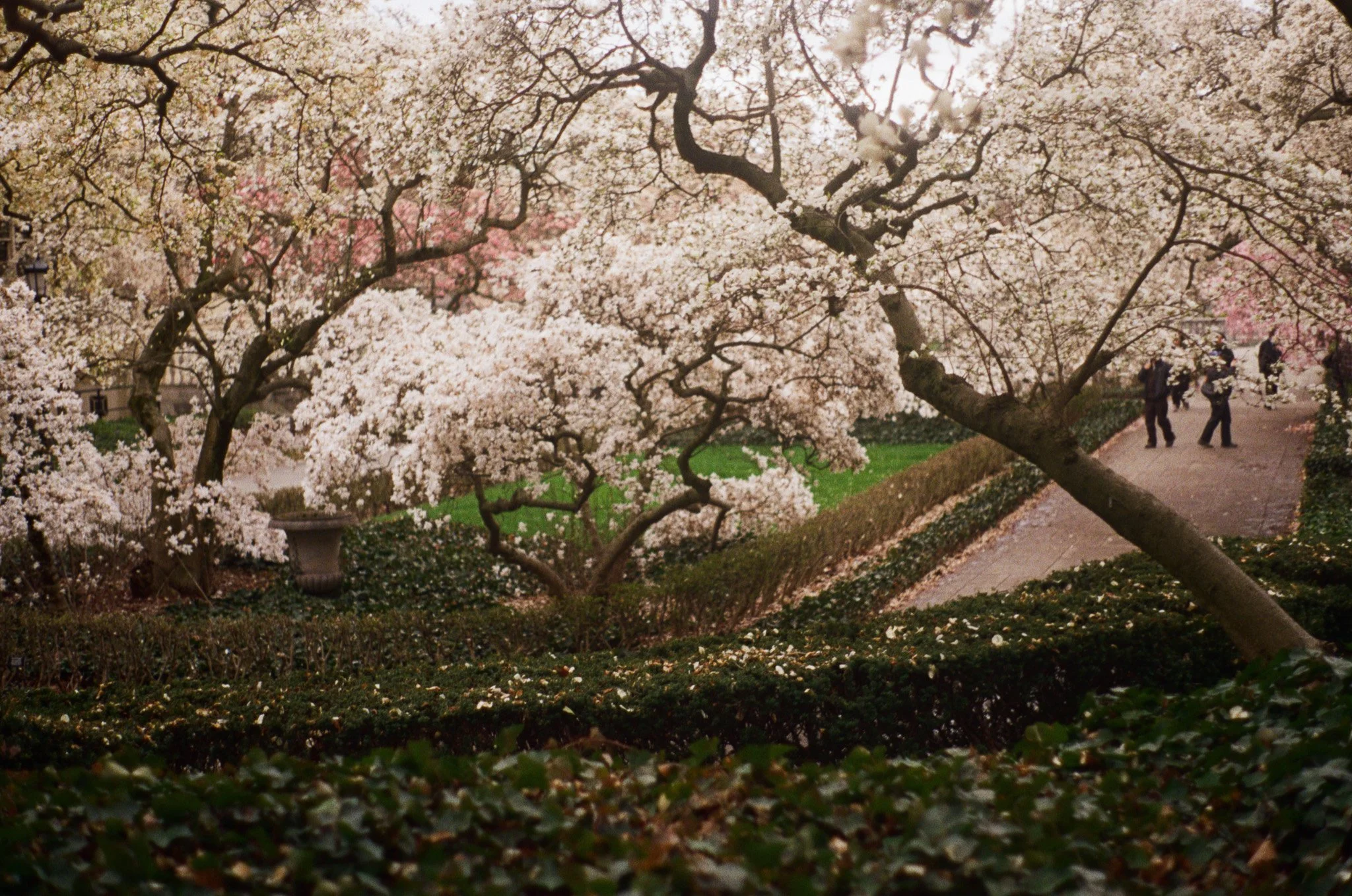 250406 Film Botanical Gardens 2.jpg